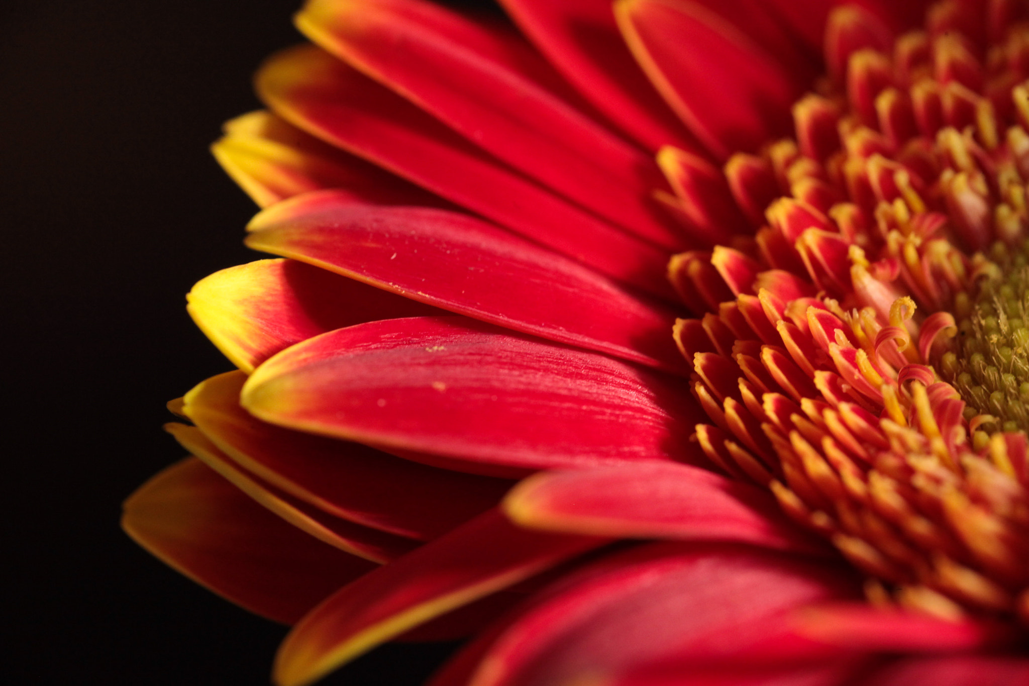 Canon EOS 5D Mark II + Tamron SP AF 90mm F2.8 Di Macro sample photo. Daisy photography