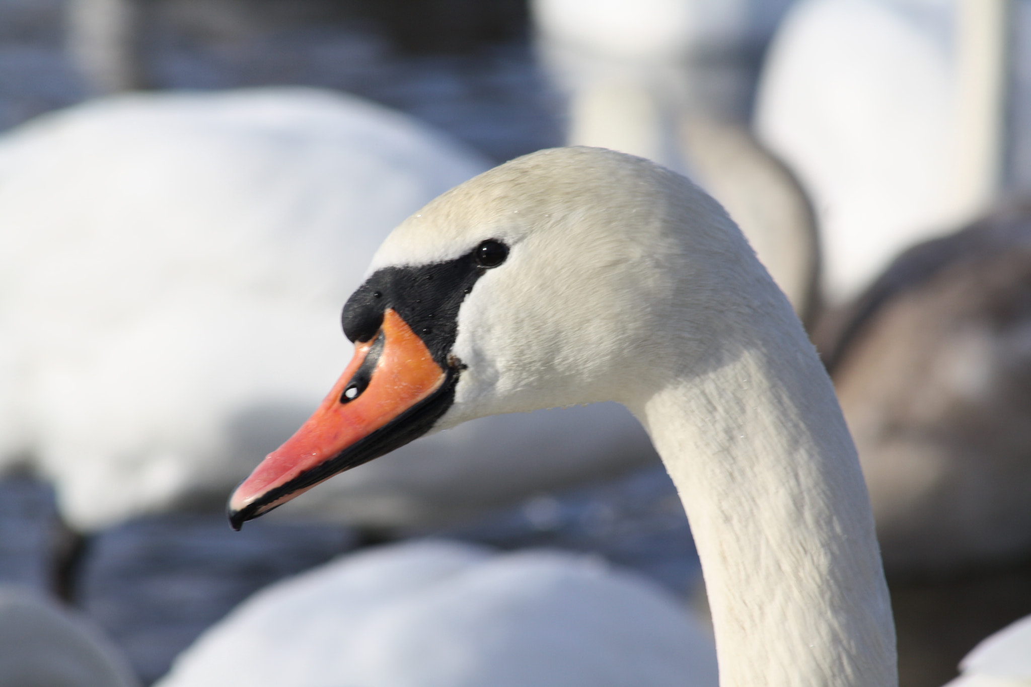 Canon EF 80-200mm F4.5-5.6 II sample photo. Img photography