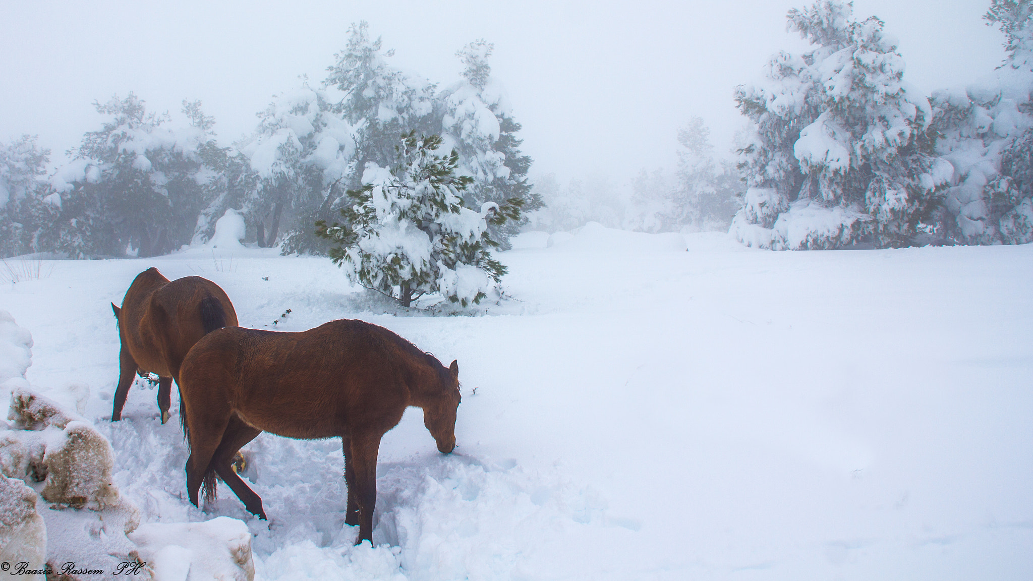 Canon EOS 60D sample photo. Wild horse photography