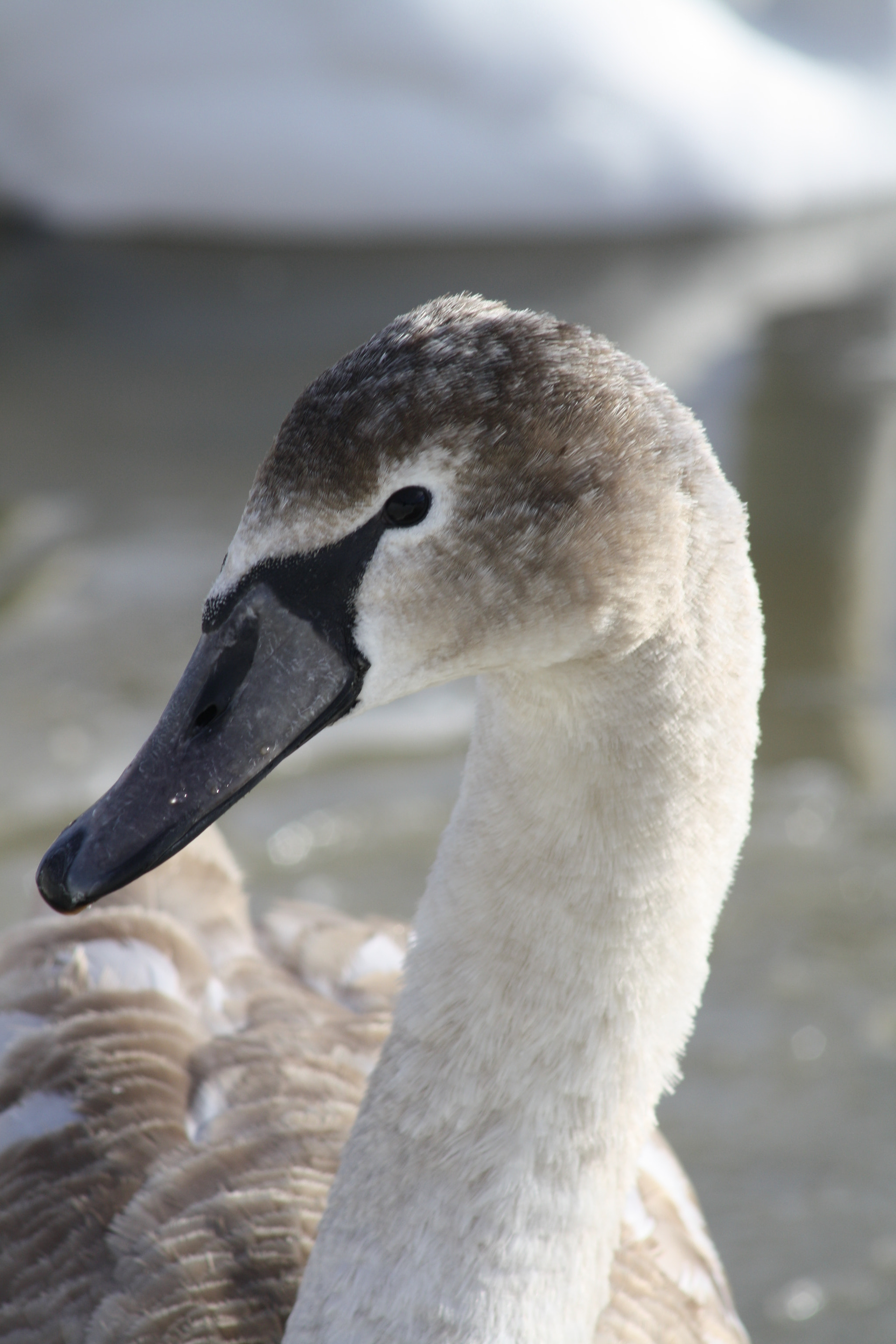 Canon EF 80-200mm F4.5-5.6 II sample photo. Img photography