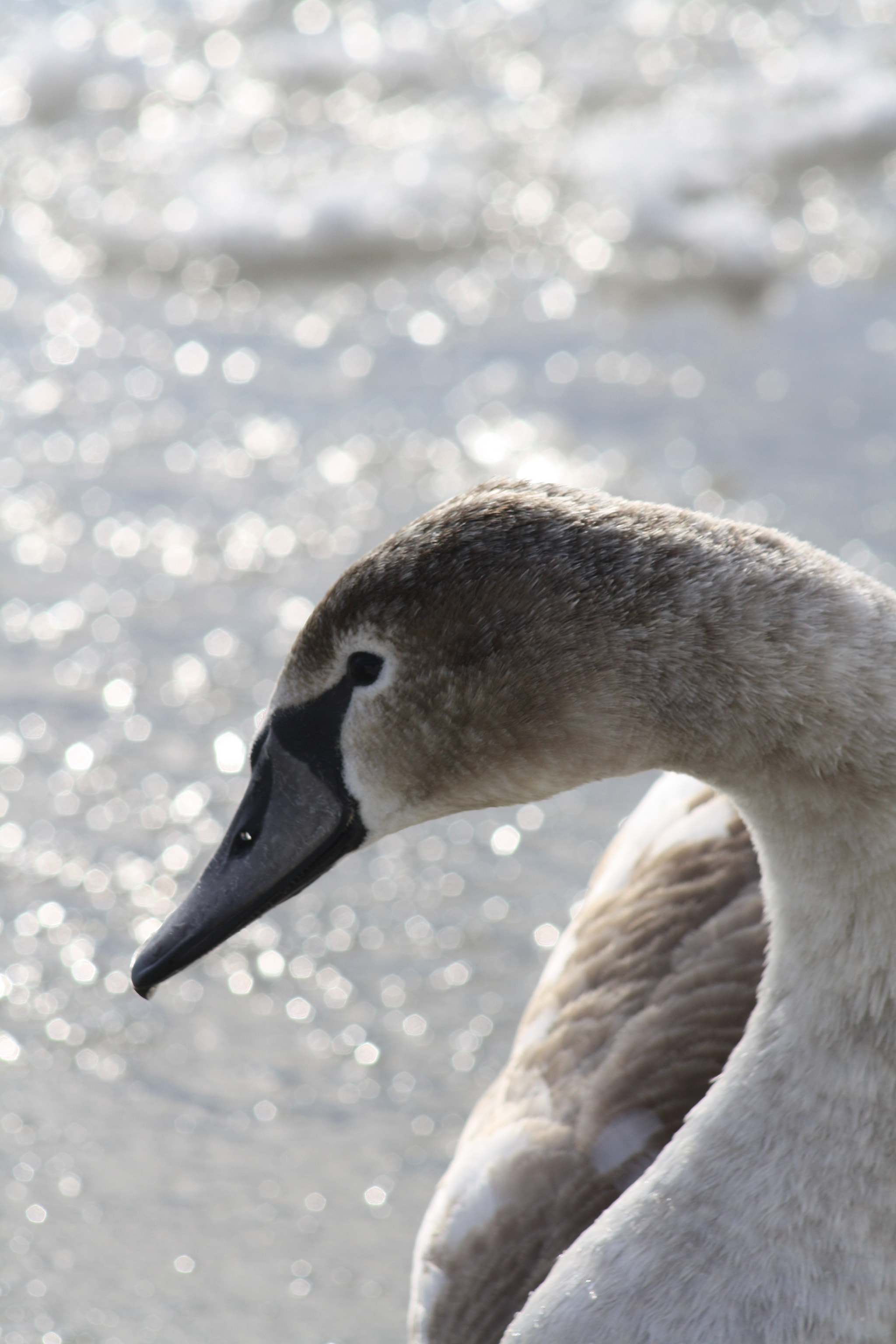 Canon EF 80-200mm F4.5-5.6 II sample photo. Img photography