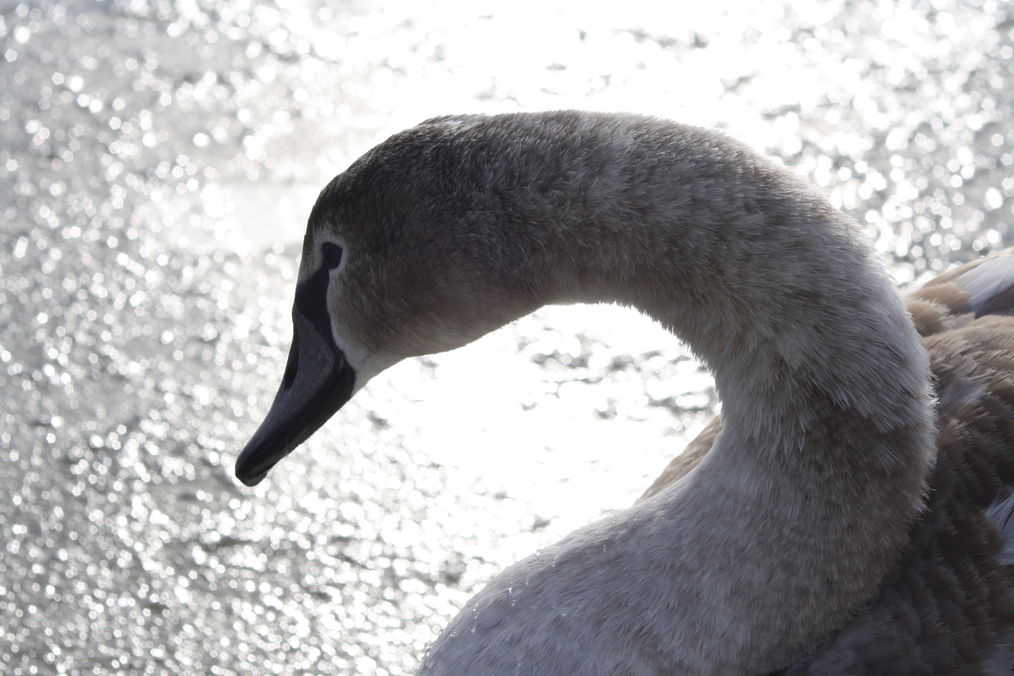 Canon EF 80-200mm F4.5-5.6 II sample photo. Img photography