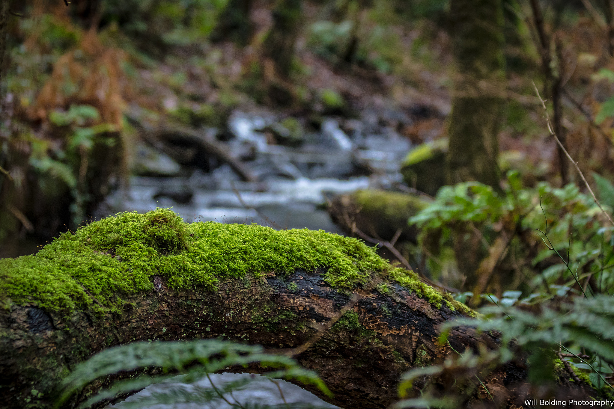 Canon EF 70-300mm F4-5.6 IS USM sample photo. Cracking haven photography