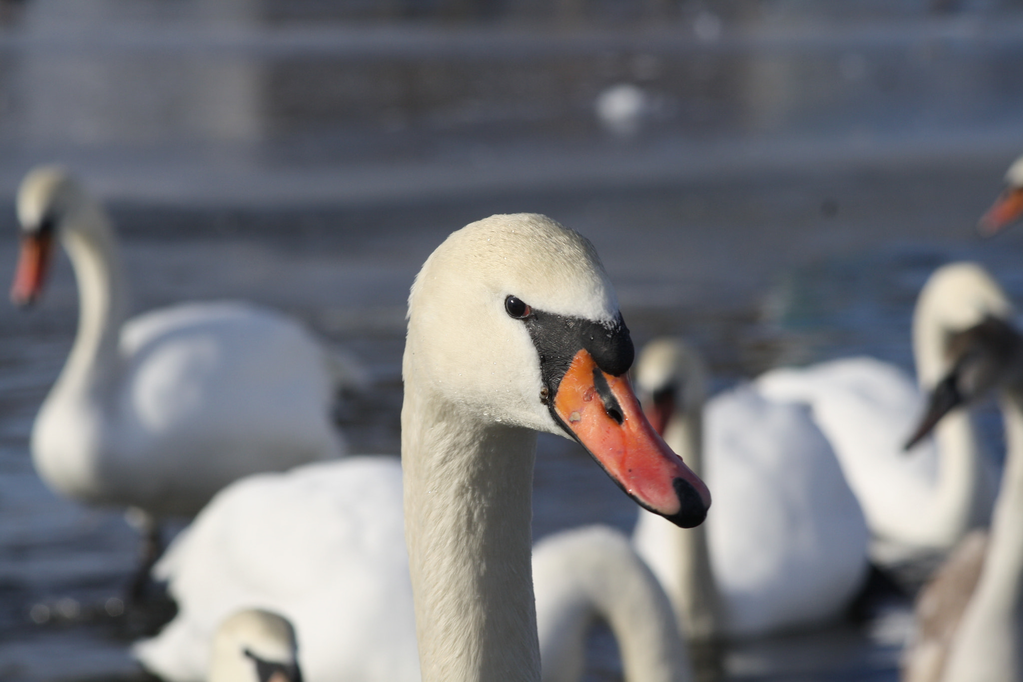 Canon EF 80-200mm F4.5-5.6 II sample photo. Img photography