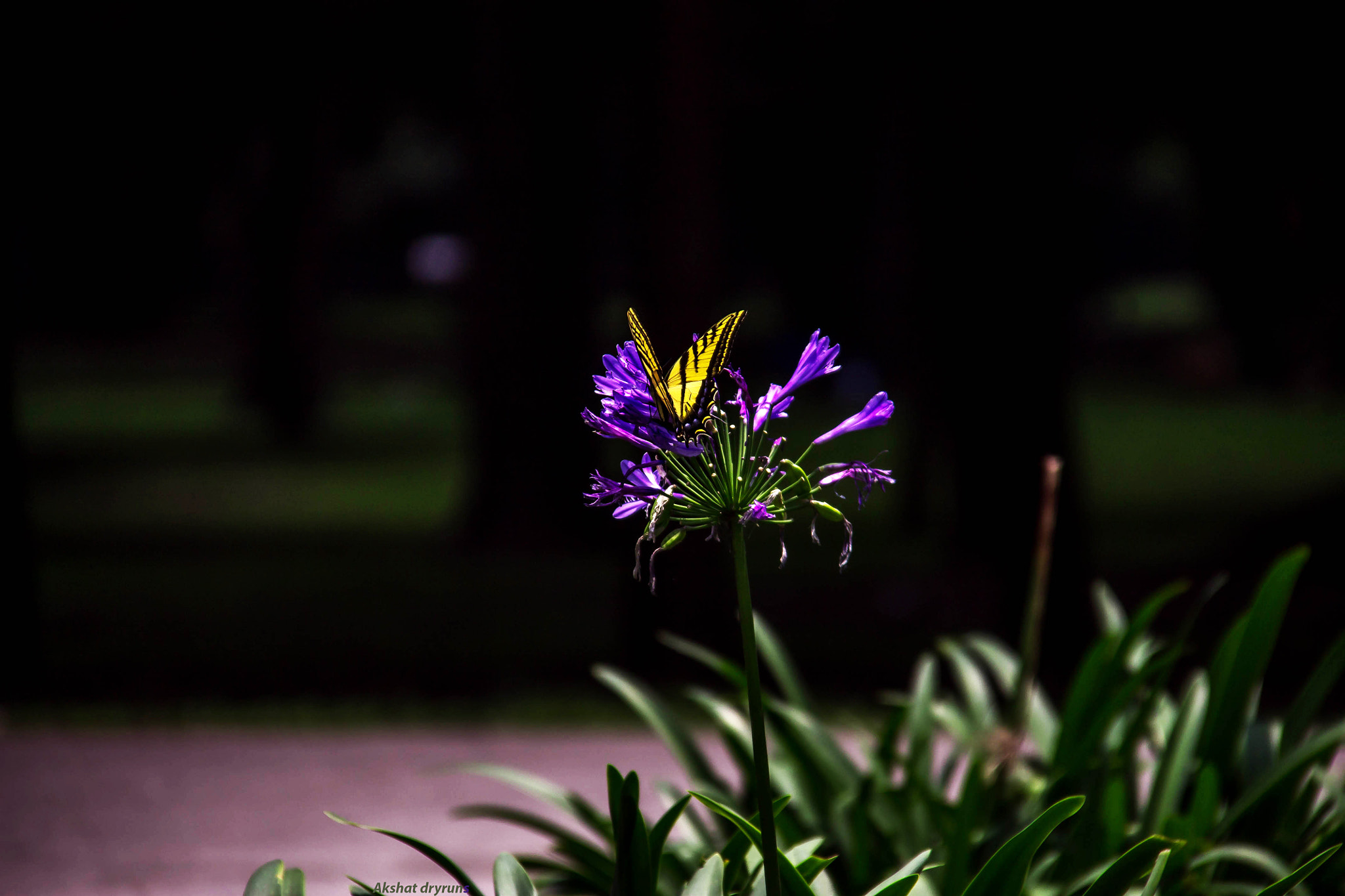 Canon EF-S 18-200mm F3.5-5.6 IS sample photo. Built to please photography