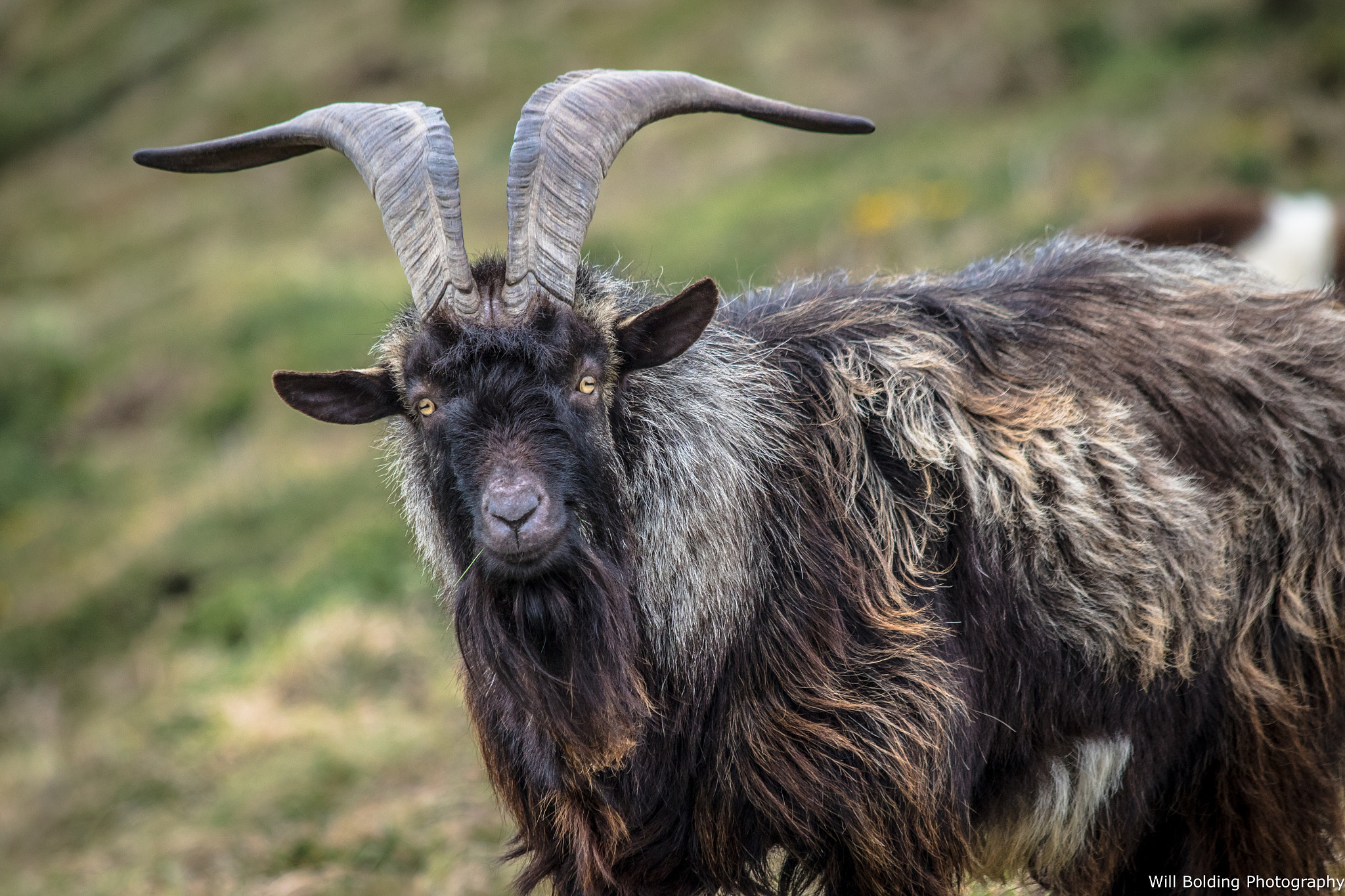 Canon EF 70-300mm F4-5.6 IS USM sample photo. Cracking haven photography