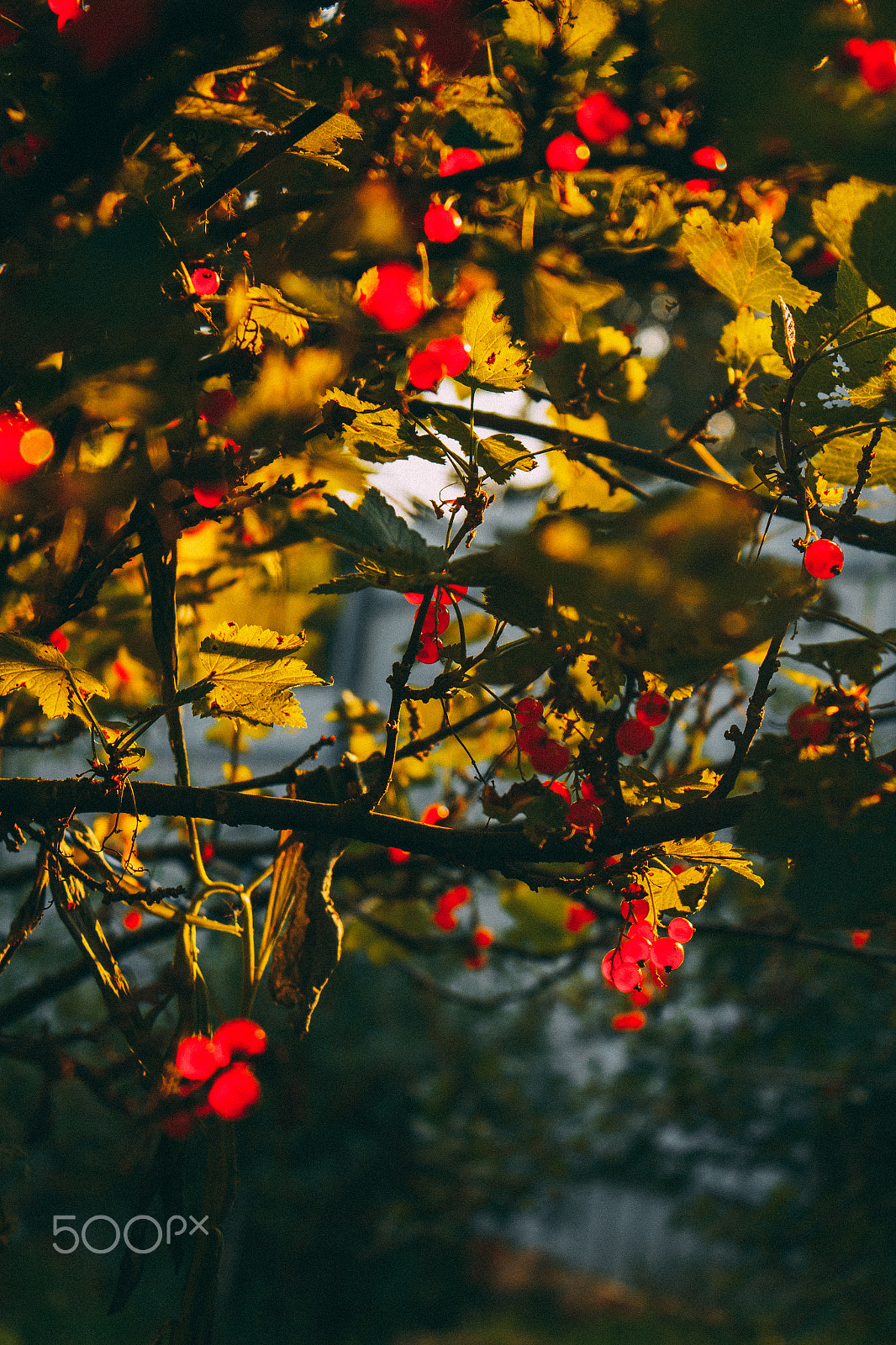 Canon EOS 650D (EOS Rebel T4i / EOS Kiss X6i) sample photo. Red  currant photography