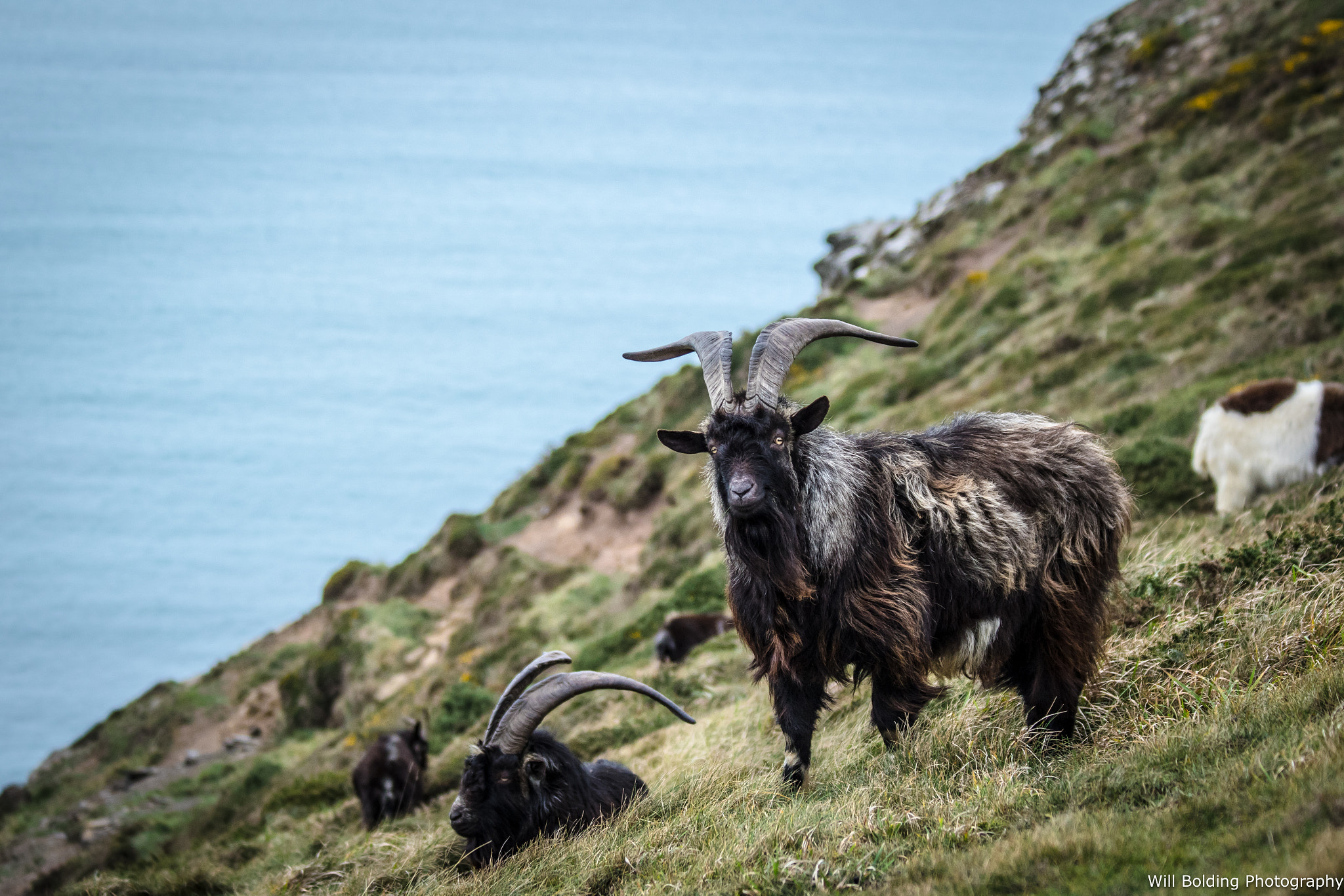 Canon EF 70-300mm F4-5.6 IS USM sample photo. Cracking haven photography