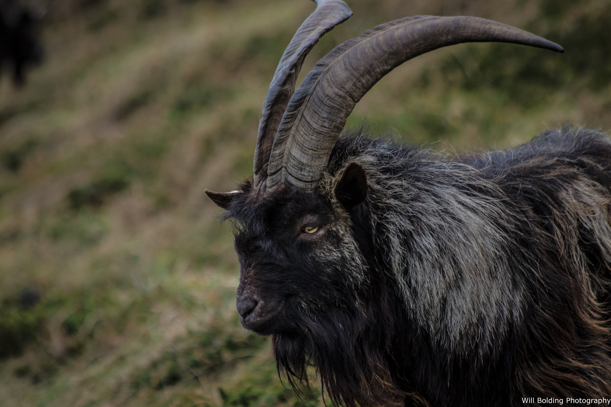 Canon EF 70-300mm F4-5.6 IS USM sample photo. Cracking haven photography