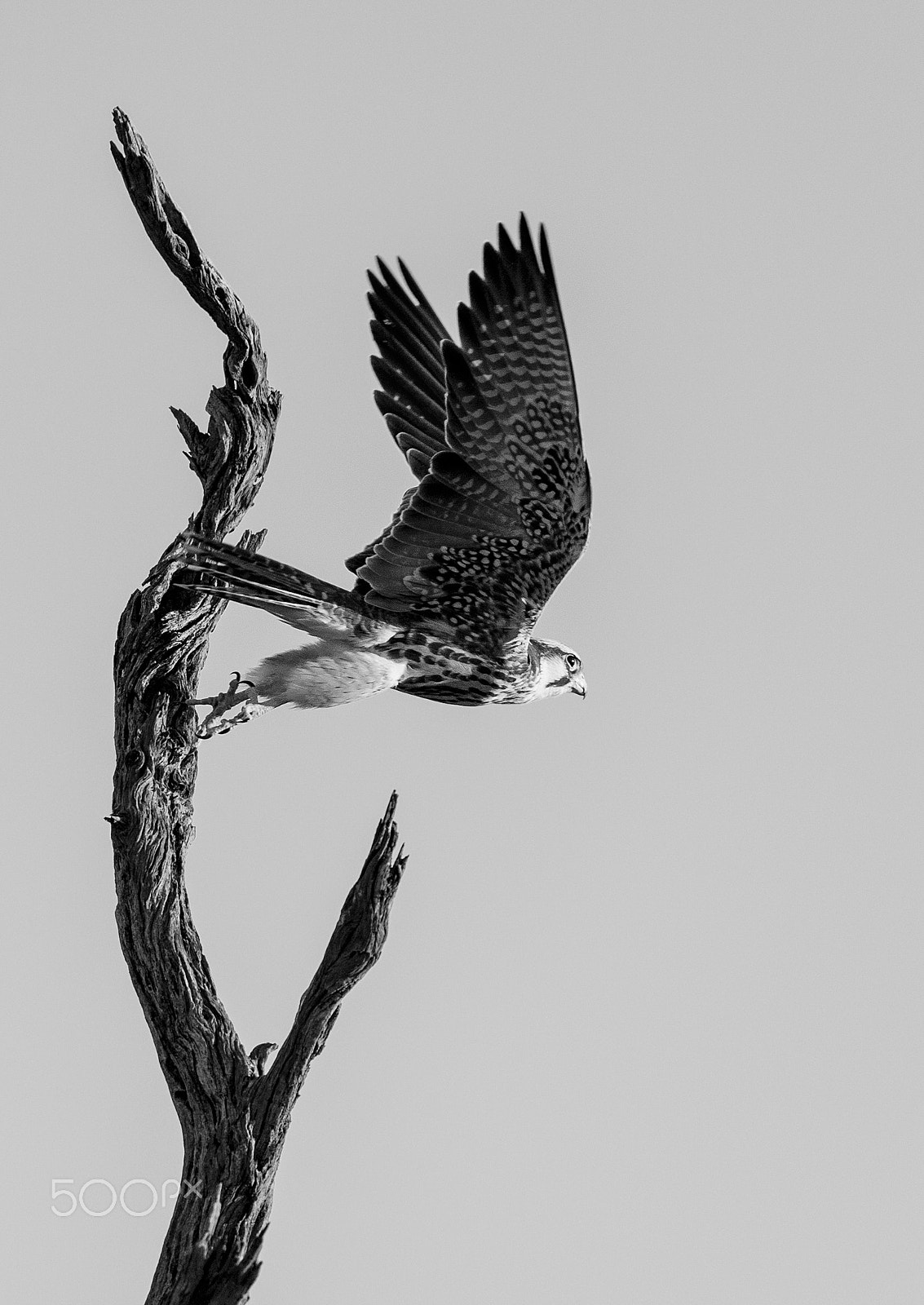 Nikon AF-S Nikkor 200-400mm F4G ED-IF VR sample photo. Lanner falcon take off, b&w photography
