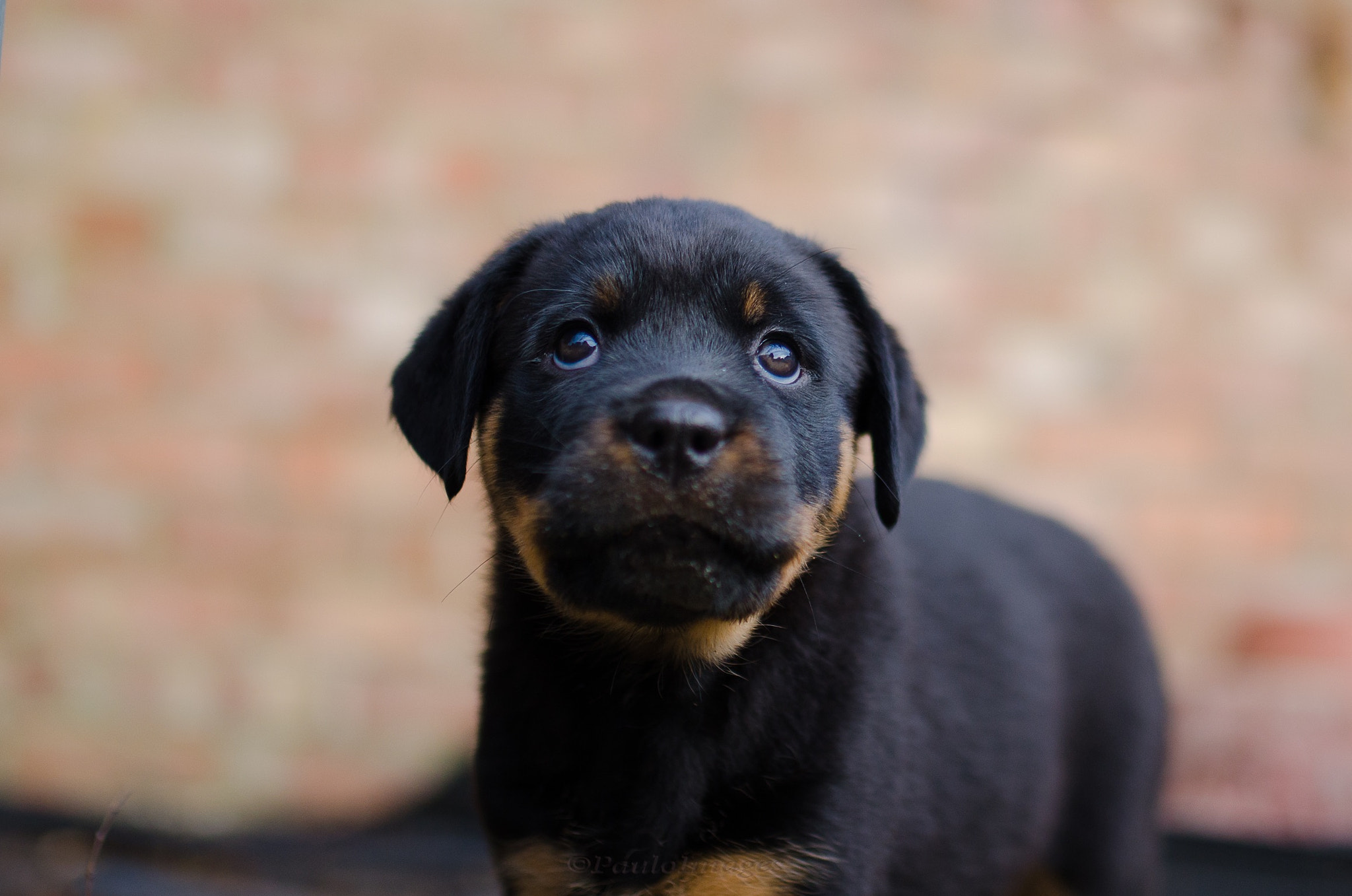 Nikon D7000 + Sigma 35mm F1.4 DG HSM Art sample photo. Those eyes photography