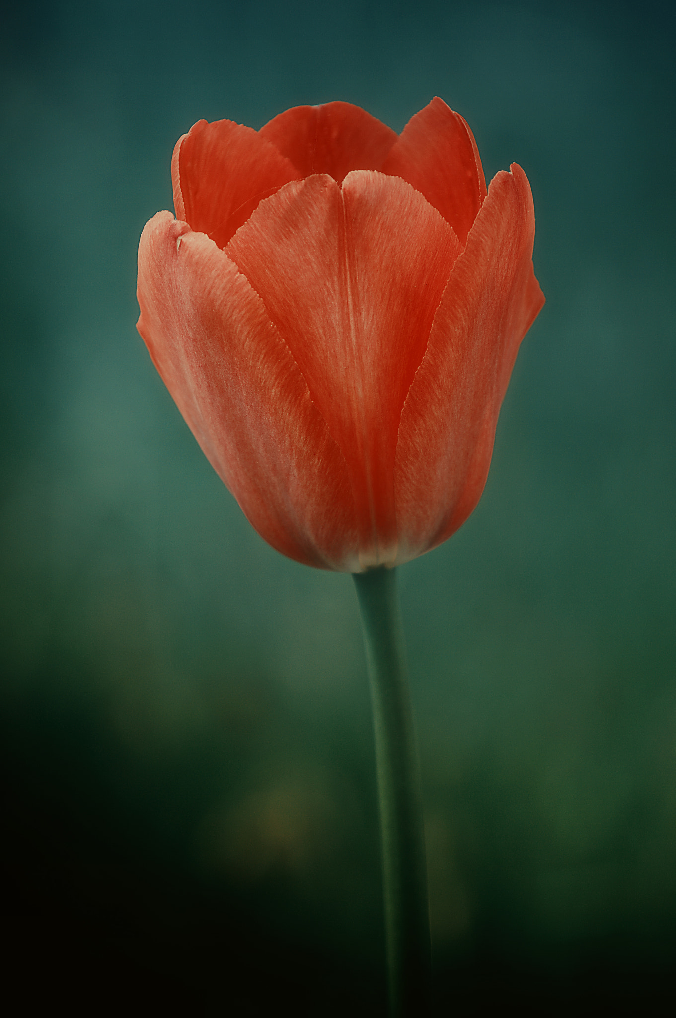 Pentax K20D sample photo. Tulip photography