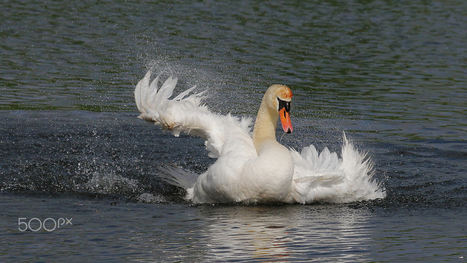 Canon EF 100-400mm F4.5-5.6L IS USM sample photo. Bathing photography