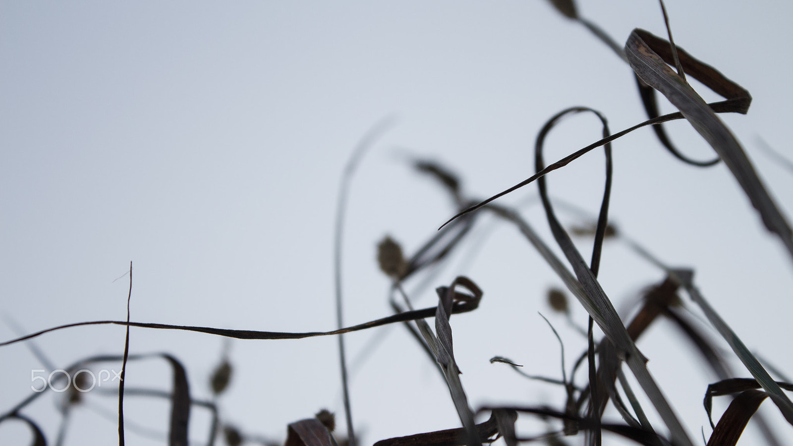 Canon EOS 650D (EOS Rebel T4i / EOS Kiss X6i) sample photo. Dry grass photography