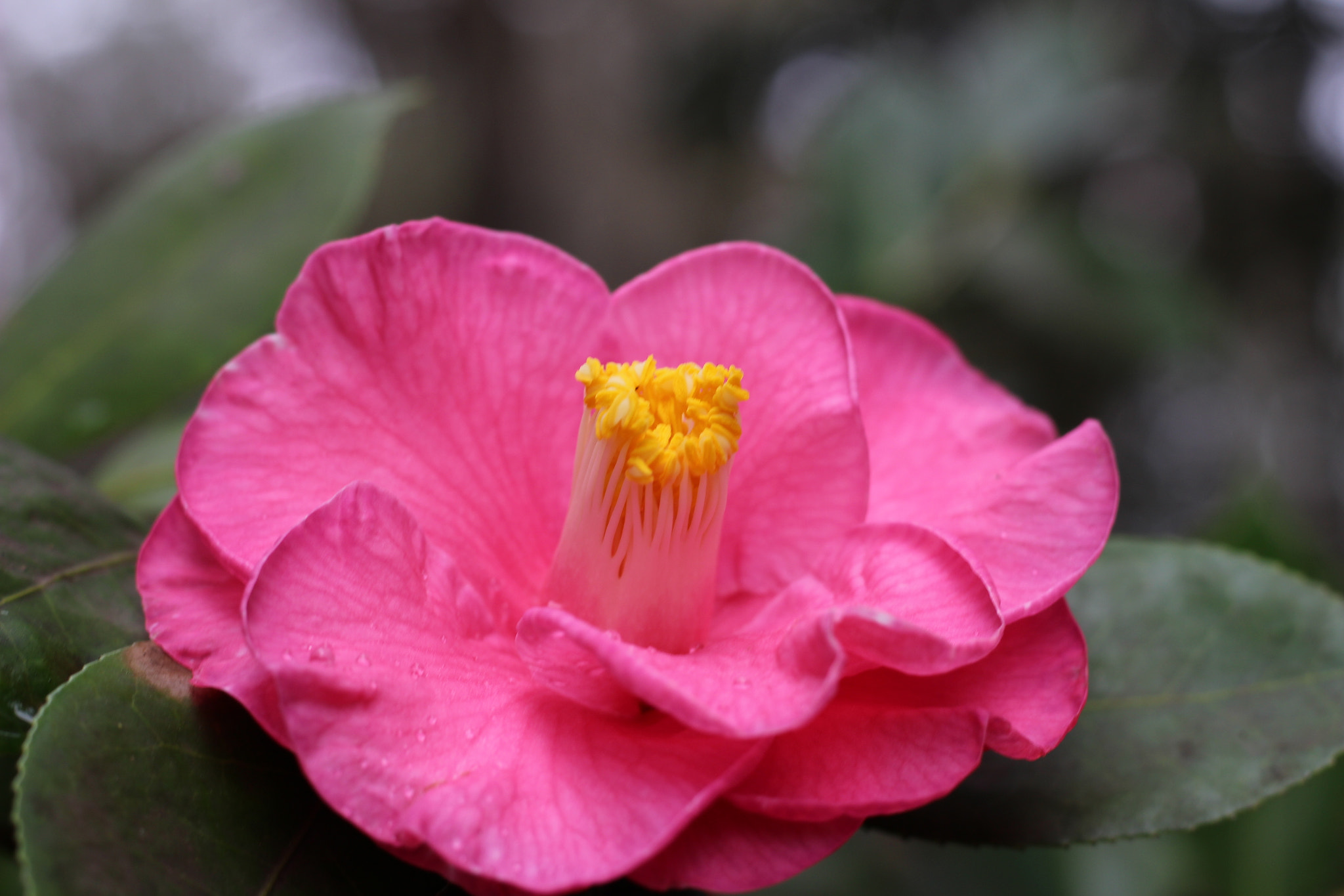 Canon EOS 100D (EOS Rebel SL1 / EOS Kiss X7) sample photo. Waltz time photography