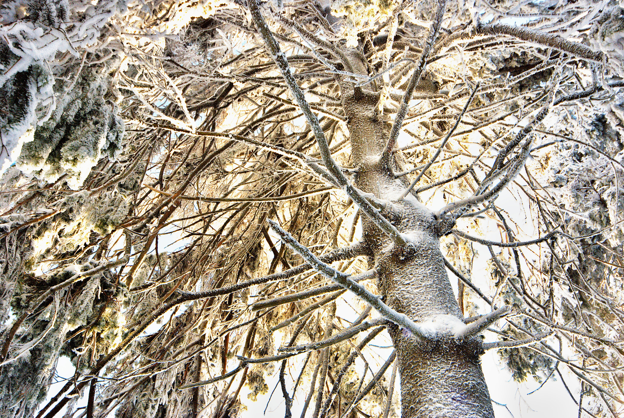 Nikon D80 sample photo. Frosty spruce photography