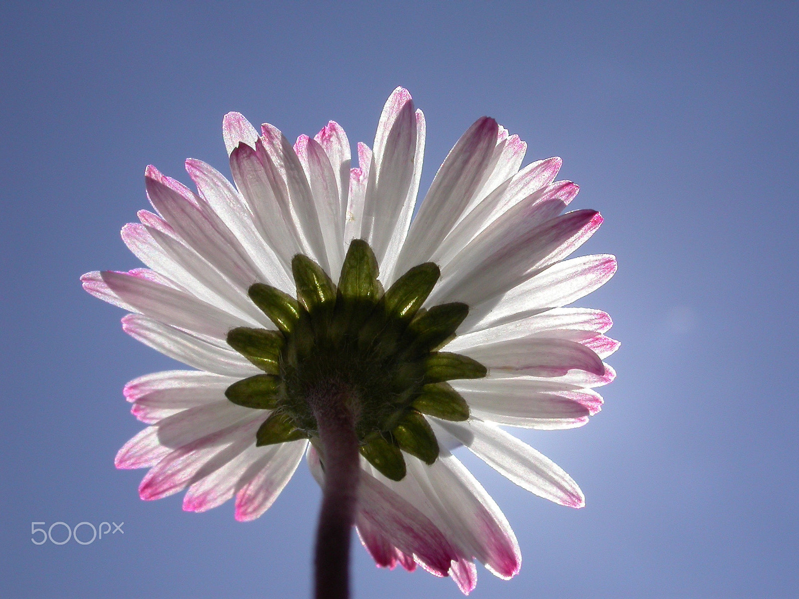 Nikon E4500 sample photo. The sky and the daisy photography