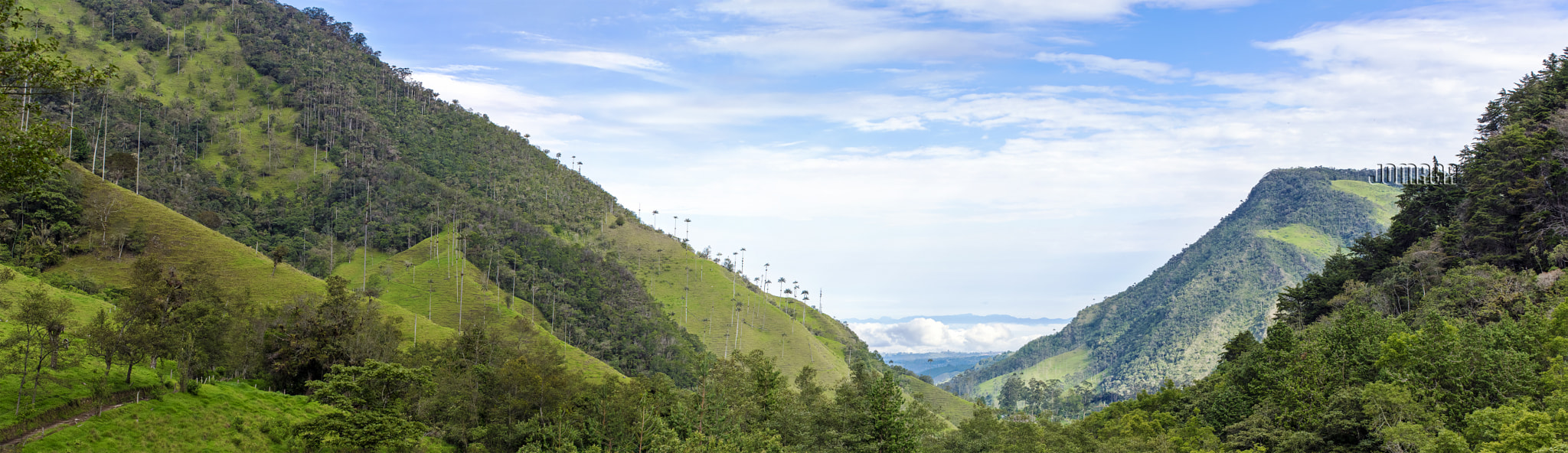 Pentax smc DA* 50-135mm F2.8 ED (IF) SDM sample photo. Valle del cocora quindio photography