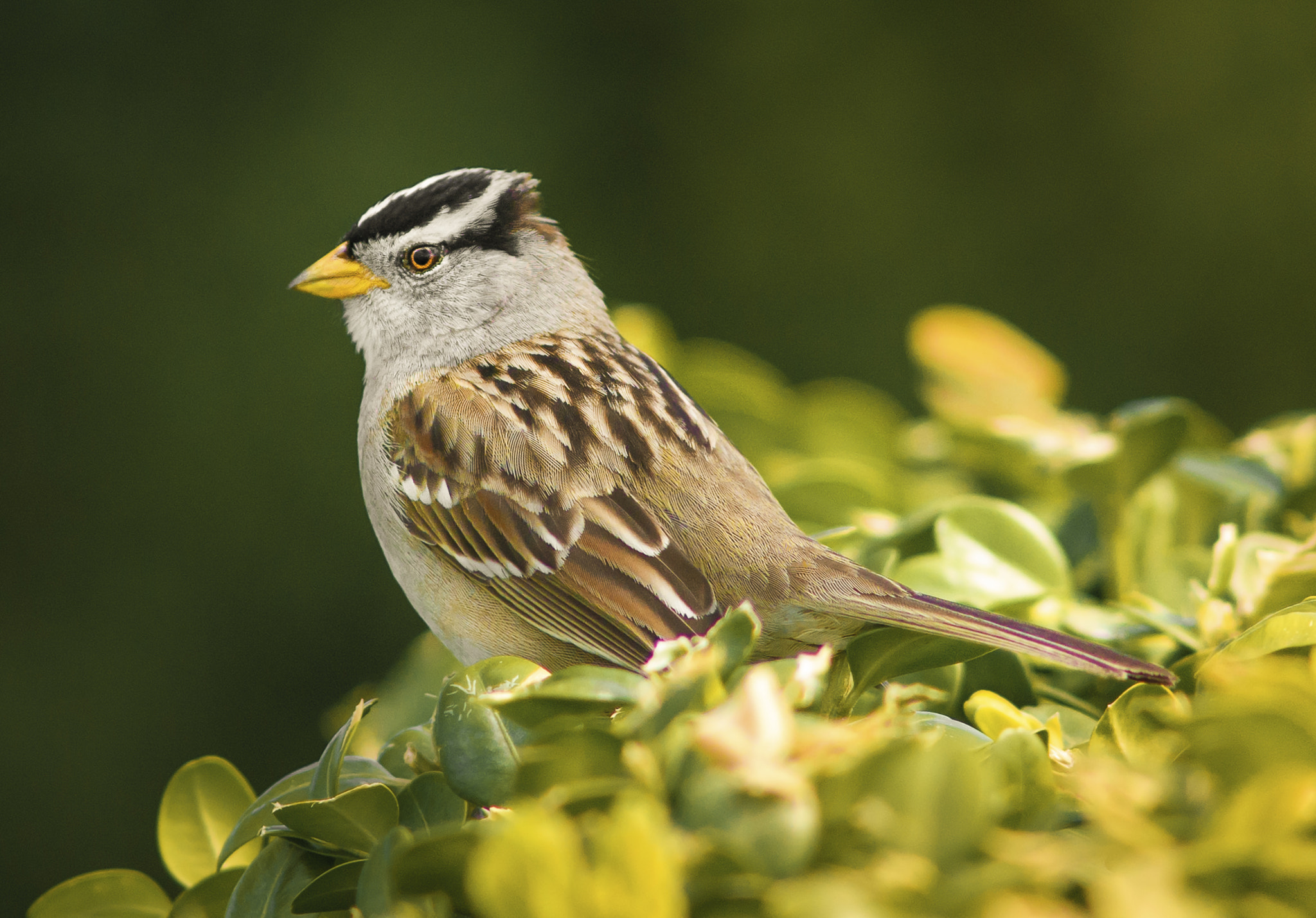 Nikon D800E + AF Nikkor 300mm f/4 IF-ED sample photo. White crowned sparrow photography