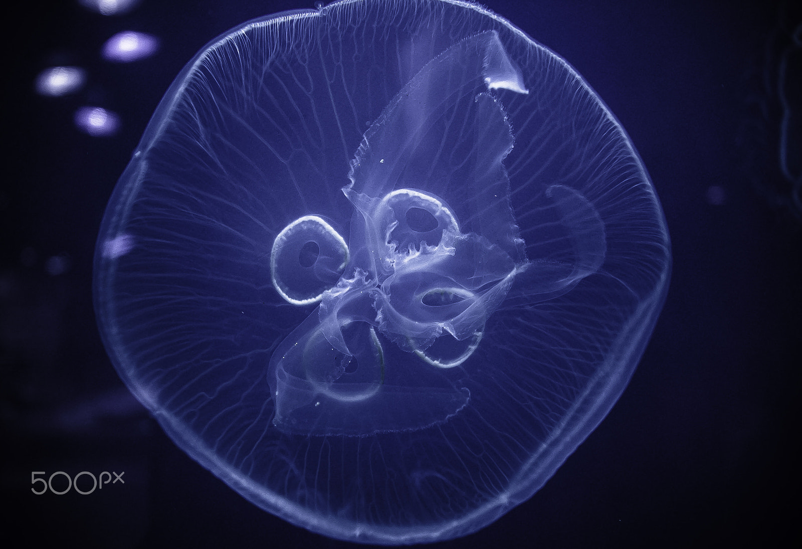 Canon EF-S 10-22mm F3.5-4.5 USM sample photo. Jellyfish photography