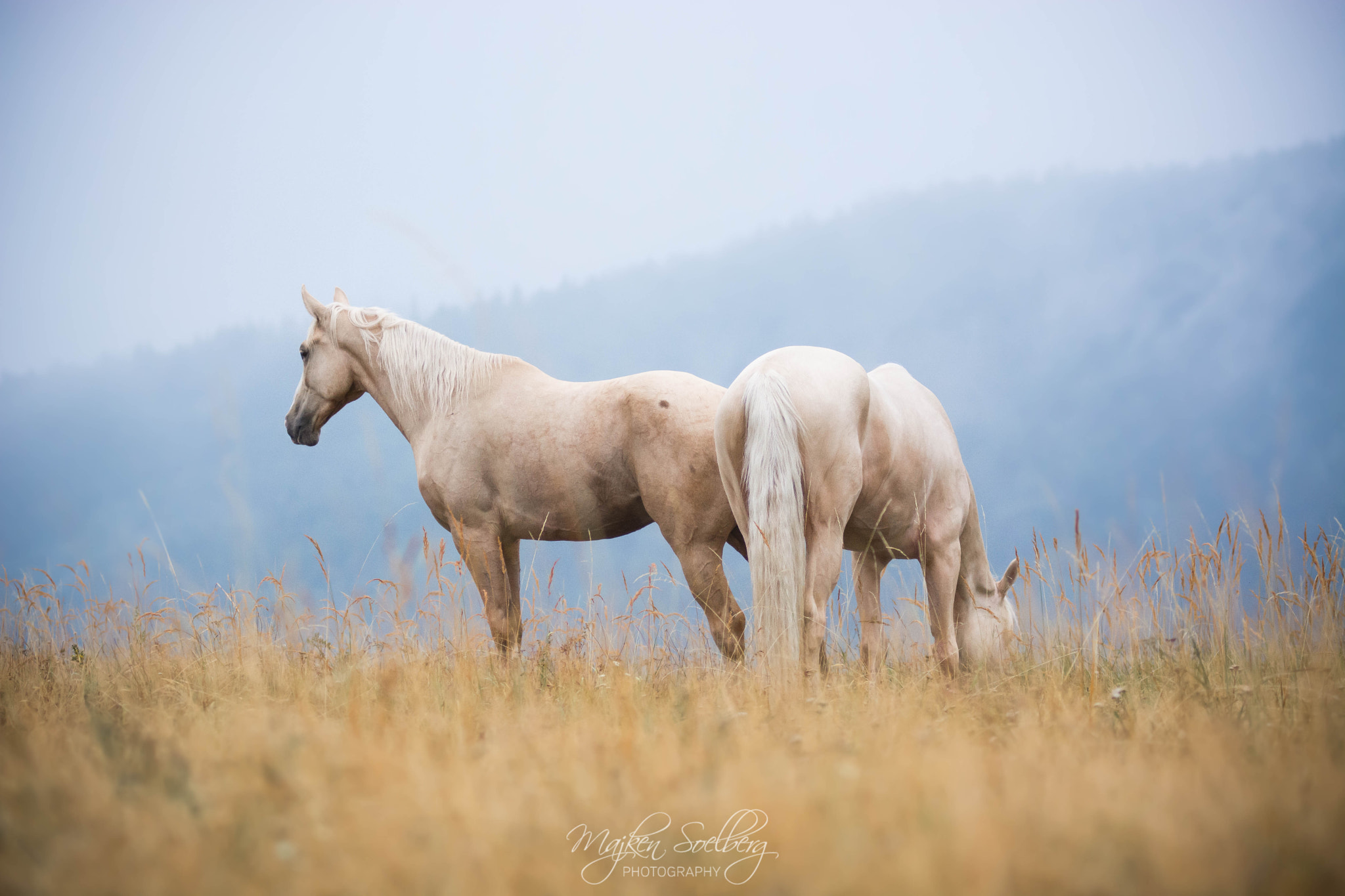 Nikon AF-Nikkor 80-200mm F2.8D ED sample photo. Milky way & hart in the fields in owl mountain. ow ... photography