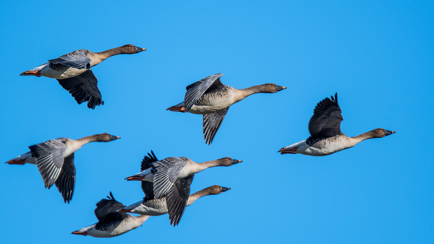 Nikon D500 sample photo. Formation flight photography