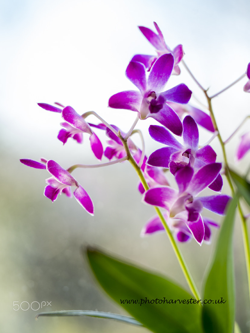 Olympus OM-D E-M10 sample photo. Dendrobium orchids on the windowsill photography