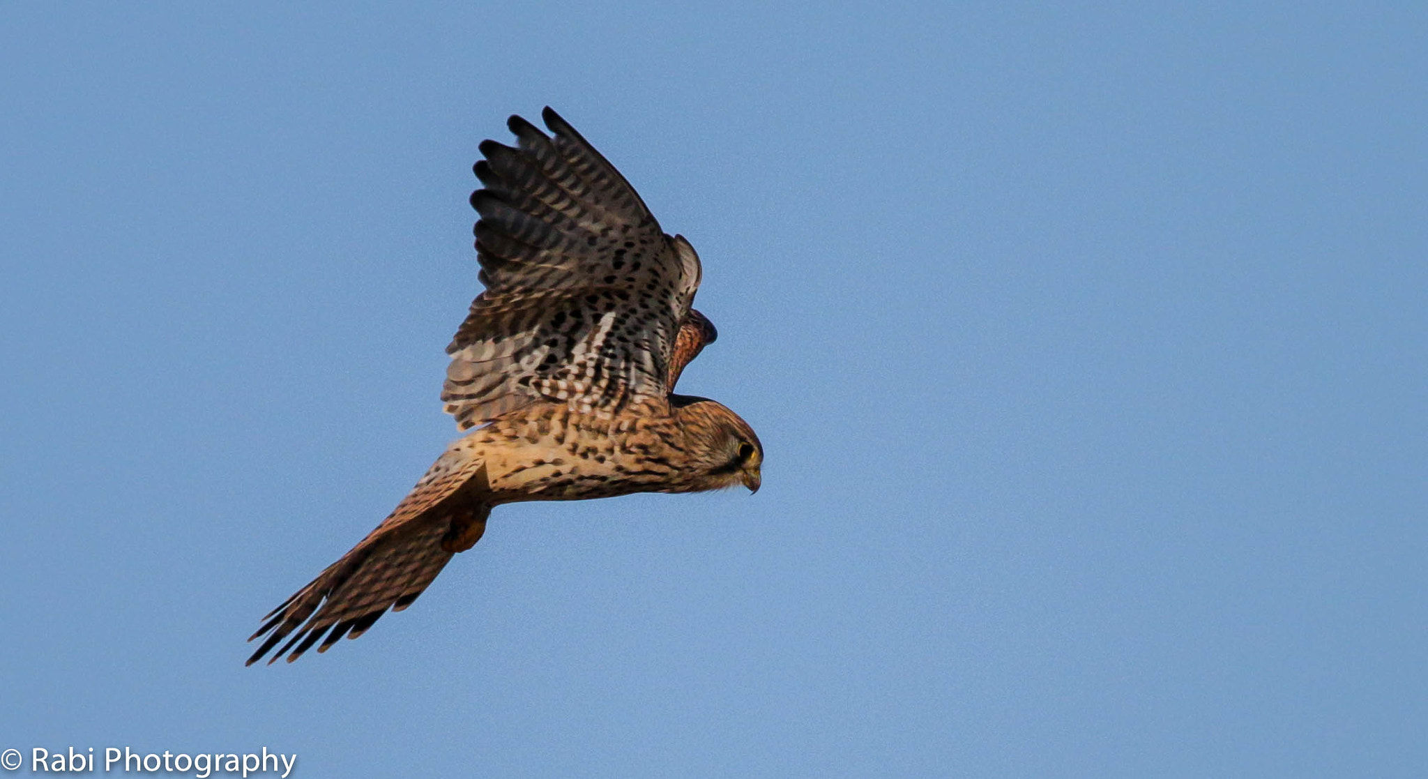 150-600mm F5-6.3 DG OS HSM | Sports 014 sample photo. Img photography