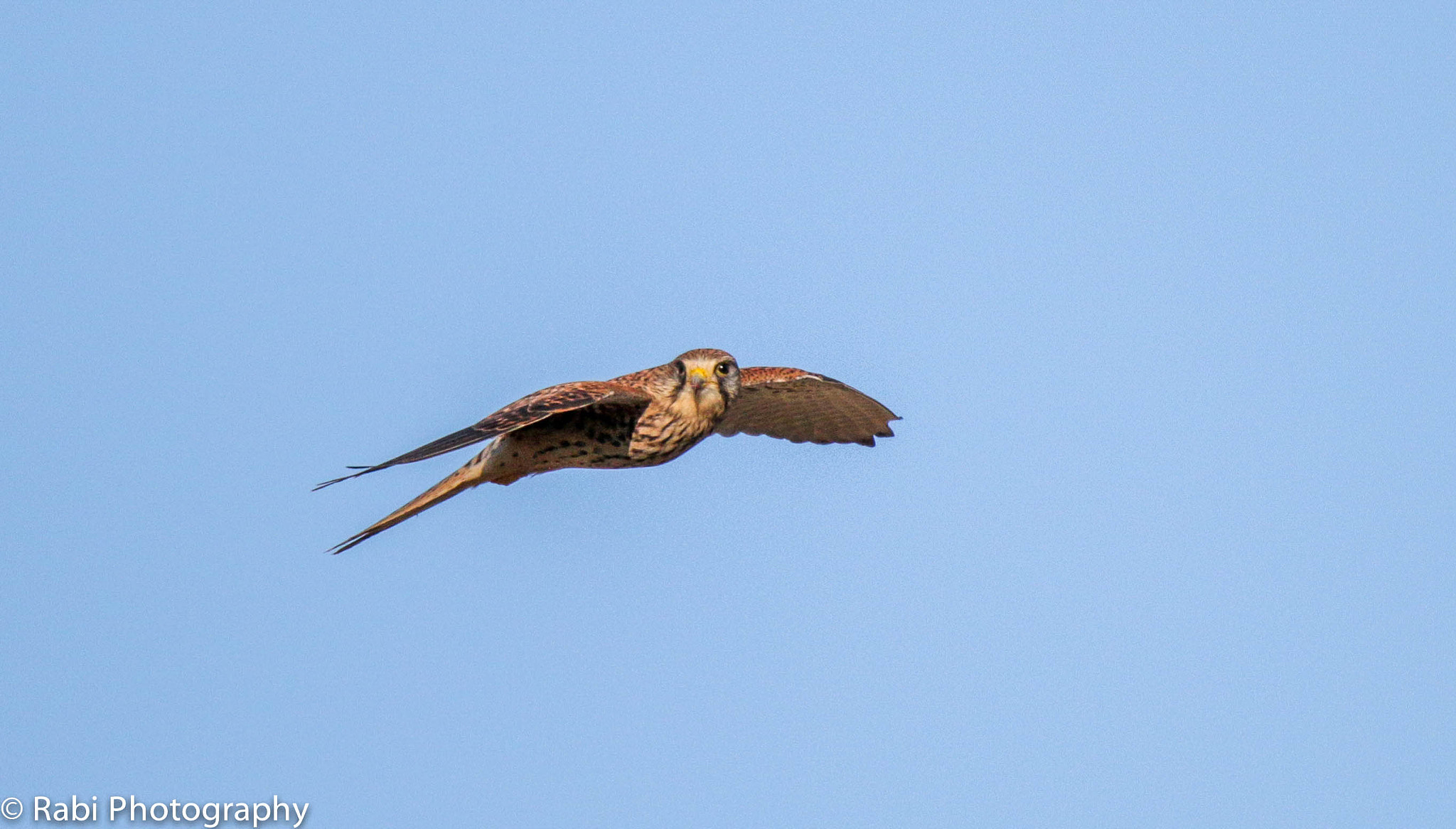 150-600mm F5-6.3 DG OS HSM | Sports 014 sample photo. Img photography