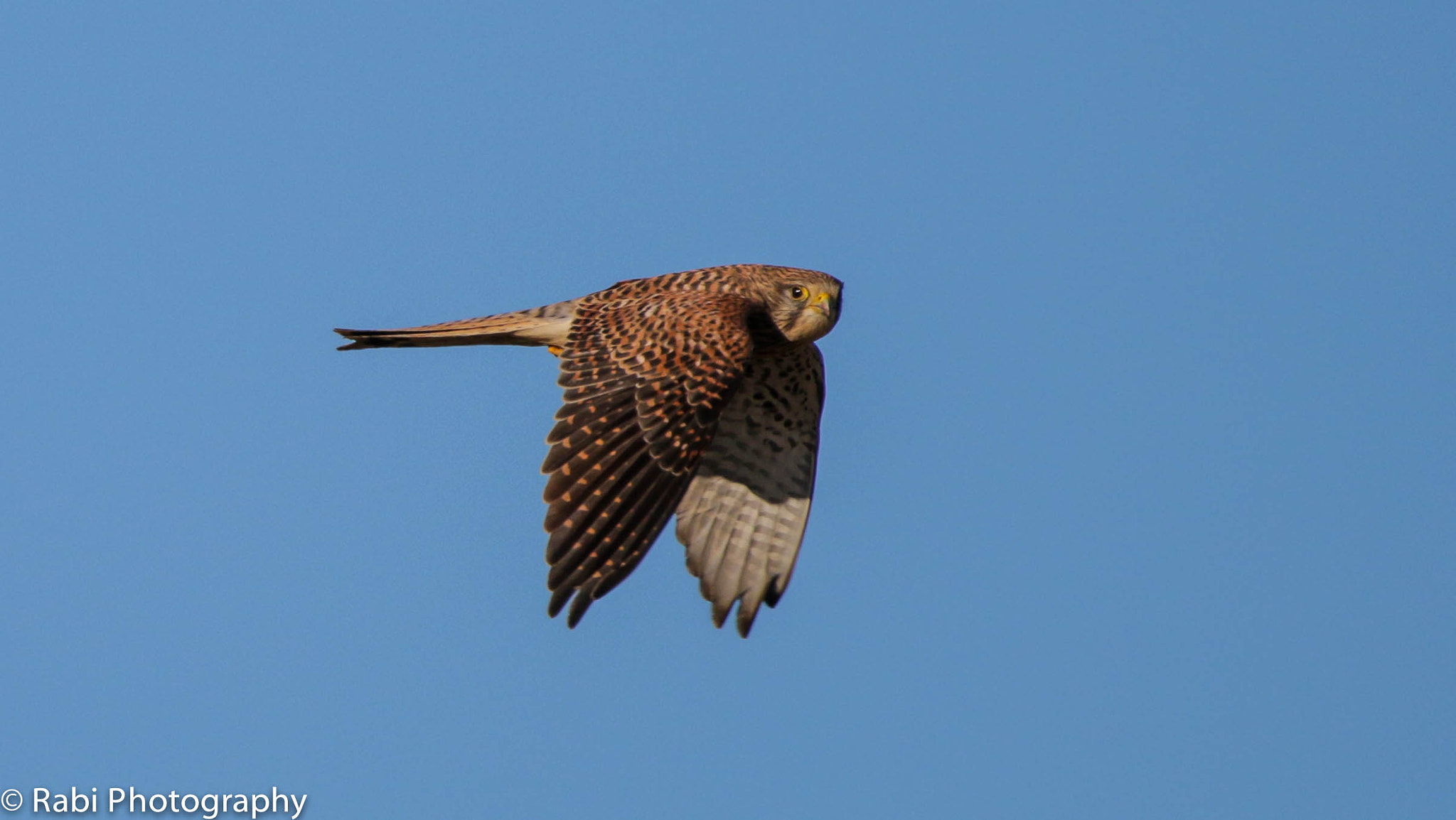 150-600mm F5-6.3 DG OS HSM | Sports 014 sample photo. Img photography