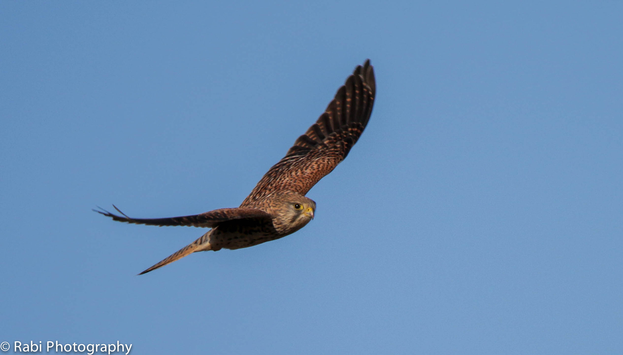 150-600mm F5-6.3 DG OS HSM | Sports 014 sample photo. Img photography