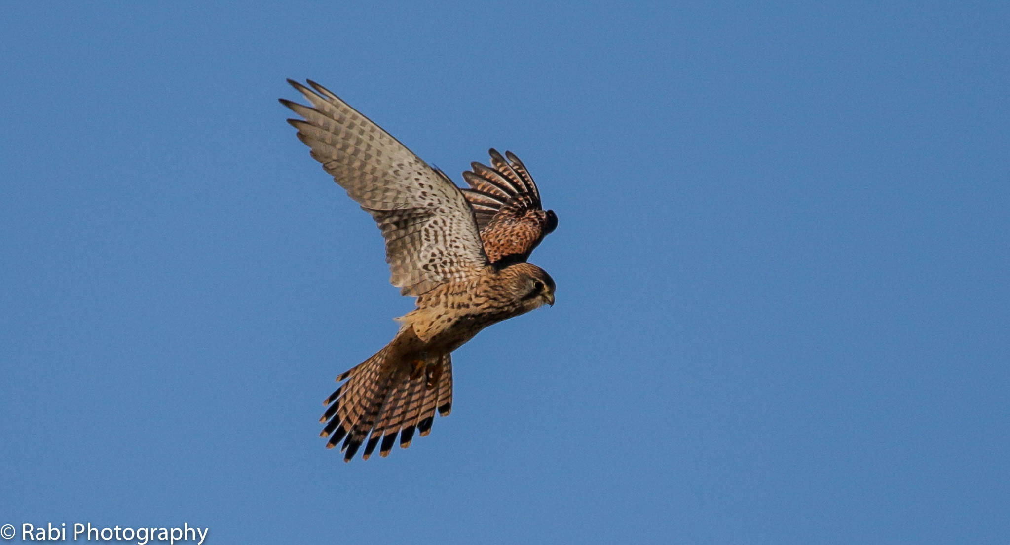 150-600mm F5-6.3 DG OS HSM | Sports 014 sample photo. Img photography
