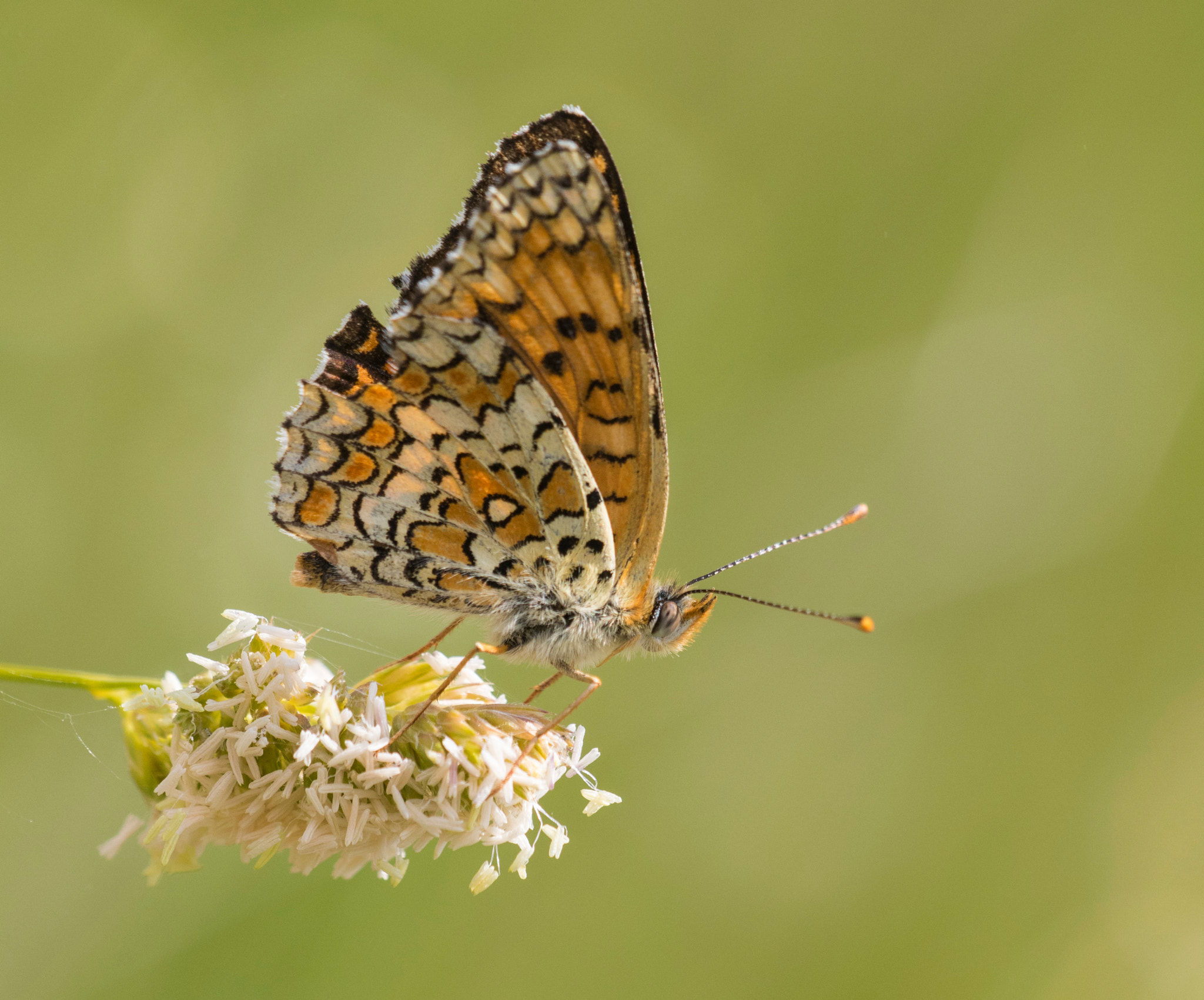 Sigma APO Macro 150mm f/2.8 EX DG HSM sample photo. Beauty photography