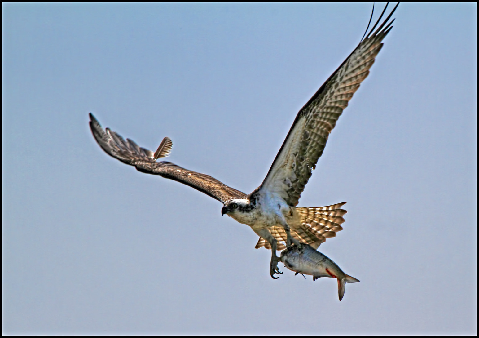 Canon EF 100-400mm F4.5-5.6L IS USM sample photo. Light as a feather photography