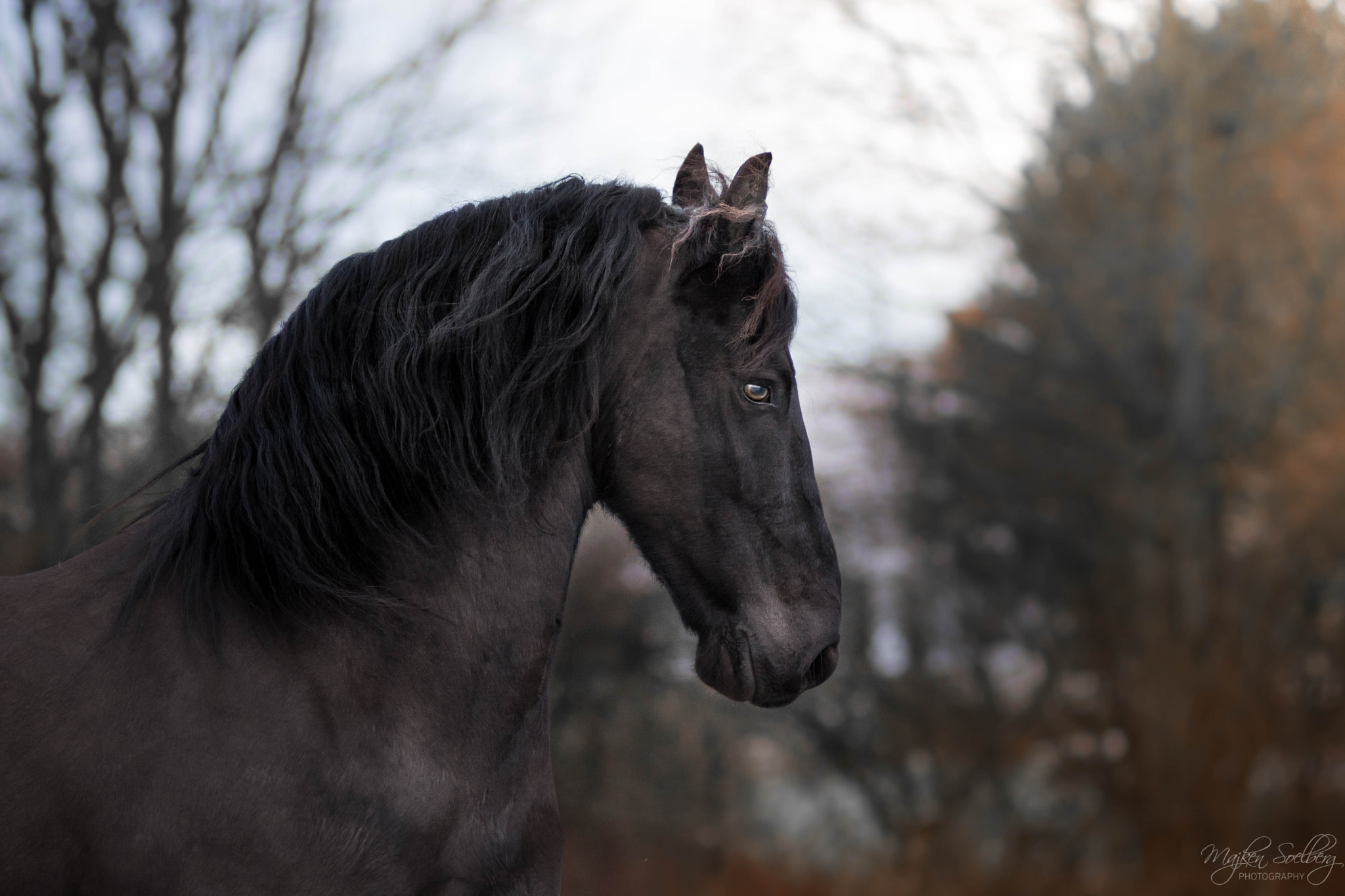 Nikon AF-Nikkor 80-200mm F2.8D ED sample photo. Stunning friesian gelding gandalf. owned by nanna  ... photography