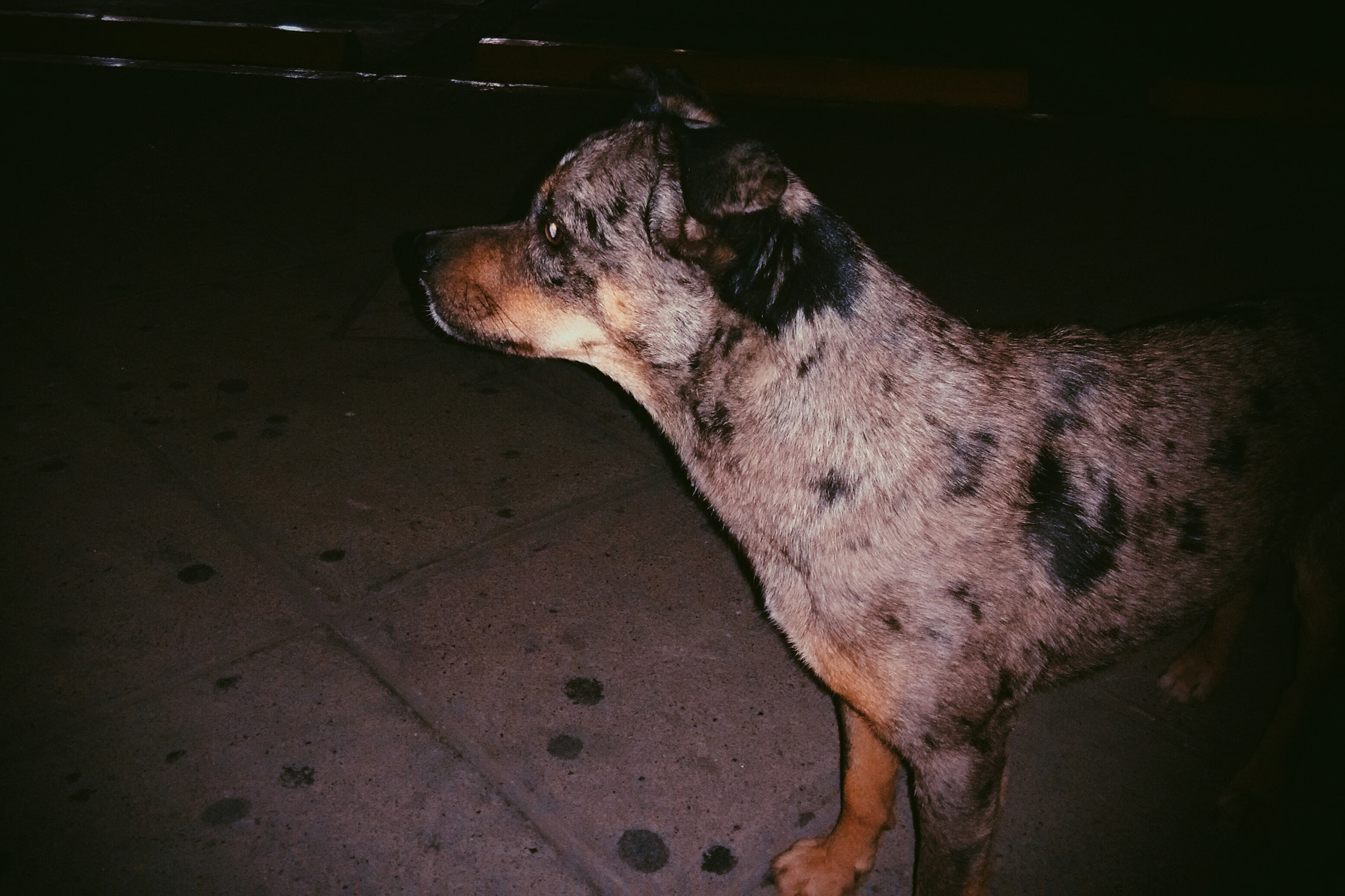 Motorola Moto G 2014 sample photo. Little dog photography