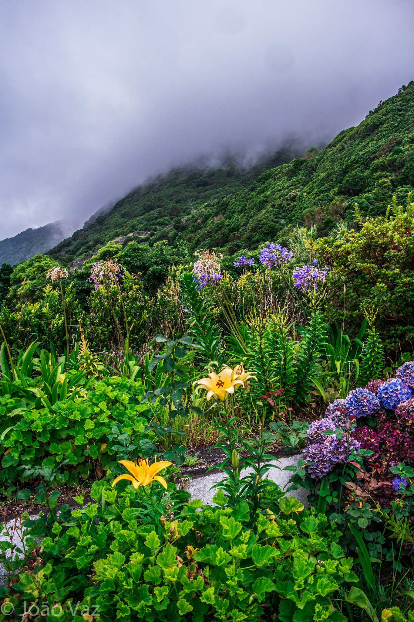 Samsung NX300 + Samsung NX 18-55mm F3.5-5.6 OIS sample photo. Cold rain over flowers photography