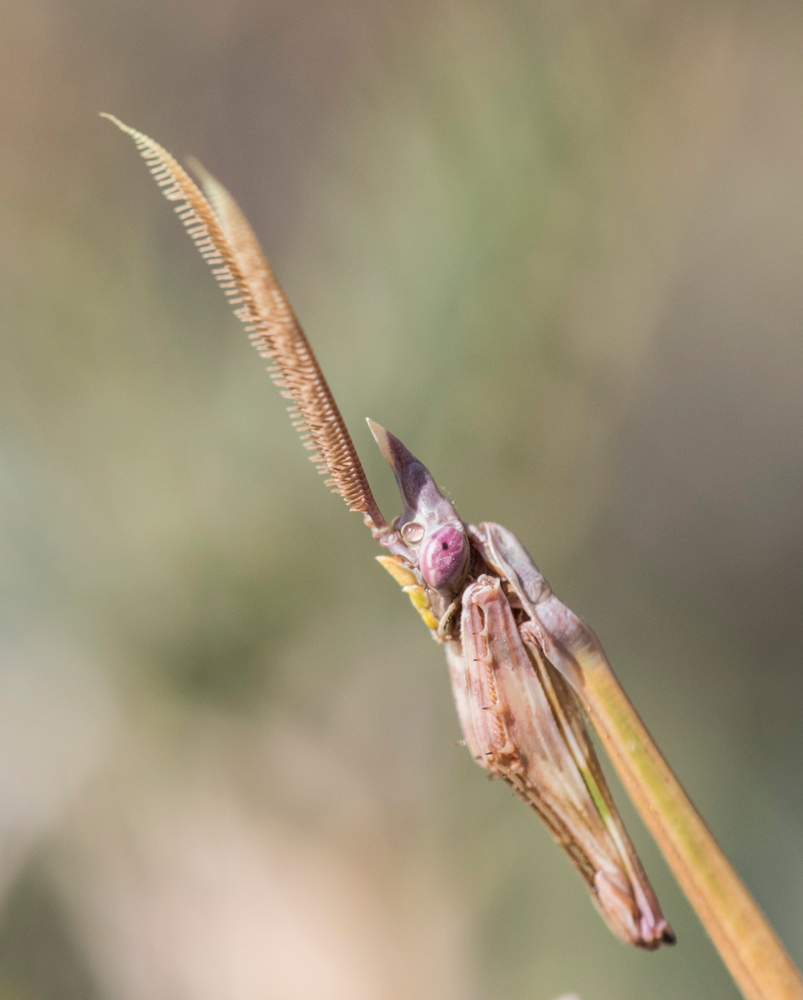 Sigma APO Macro 150mm f/2.8 EX DG HSM sample photo. Predator photography