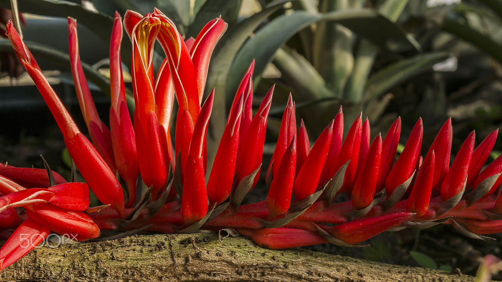 Nikon AF-S Micro-Nikkor 60mm F2.8G ED sample photo. Red flowers alignment photography