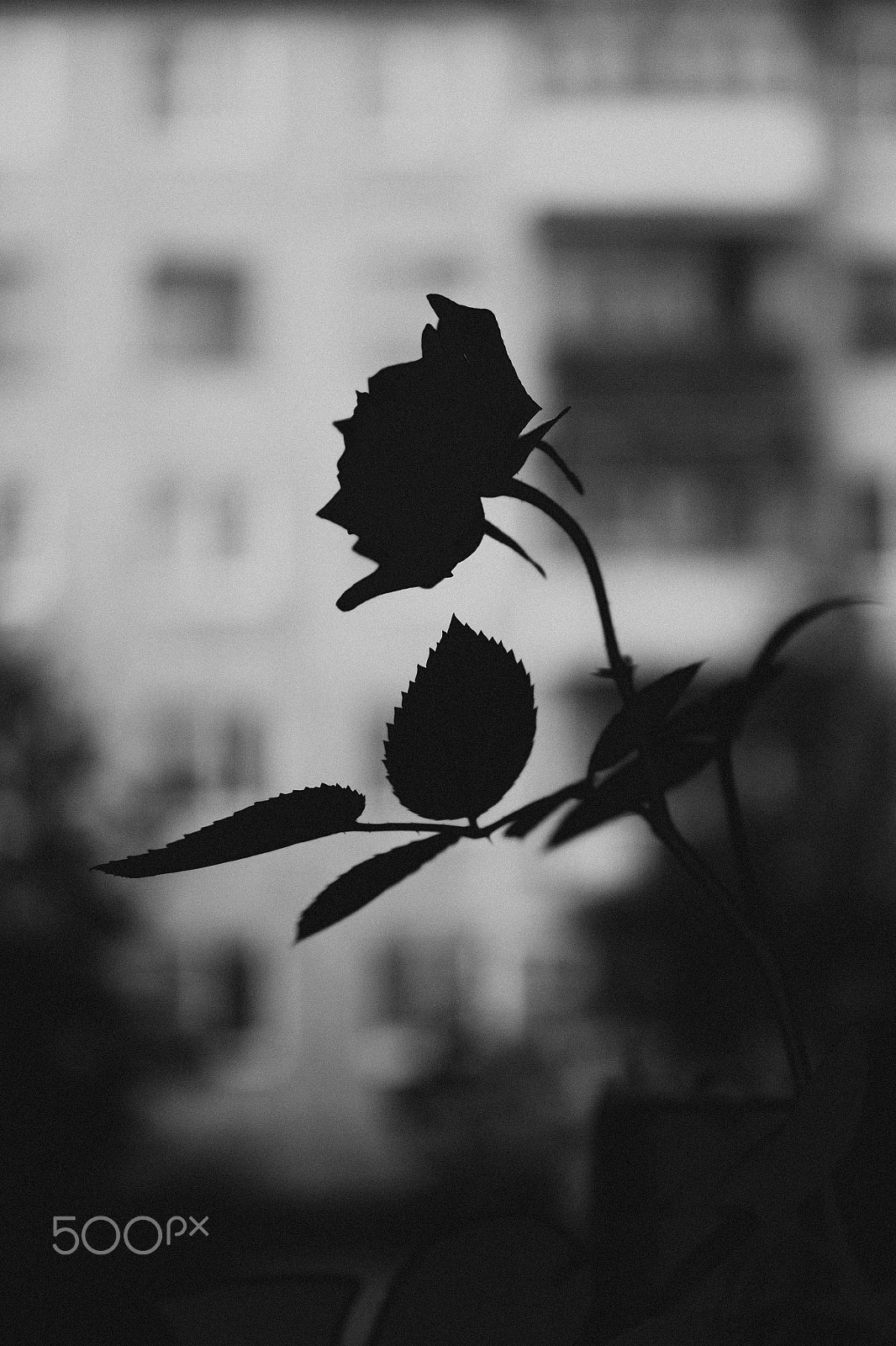 Canon EOS 650D (EOS Rebel T4i / EOS Kiss X6i) sample photo. Rose photography
