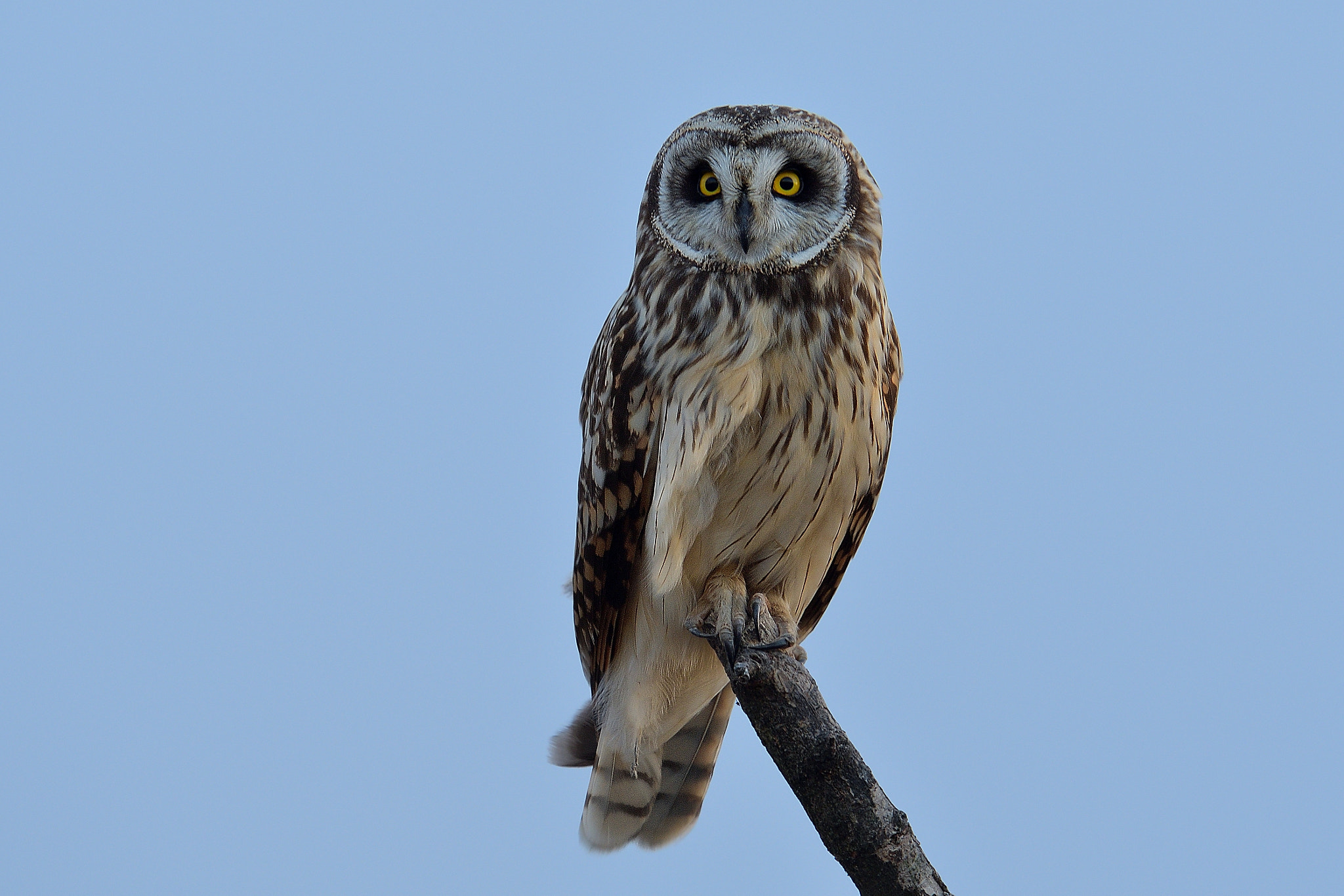 Nikon D500 + Nikon AF-S Nikkor 600mm F4G ED VR sample photo. Short-eared owl photography