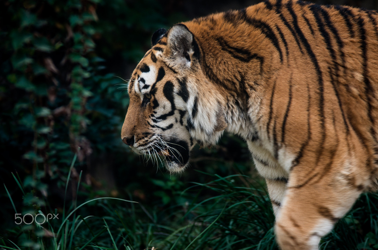 Pentax K-5 IIs + Sigma sample photo. Tiger photography