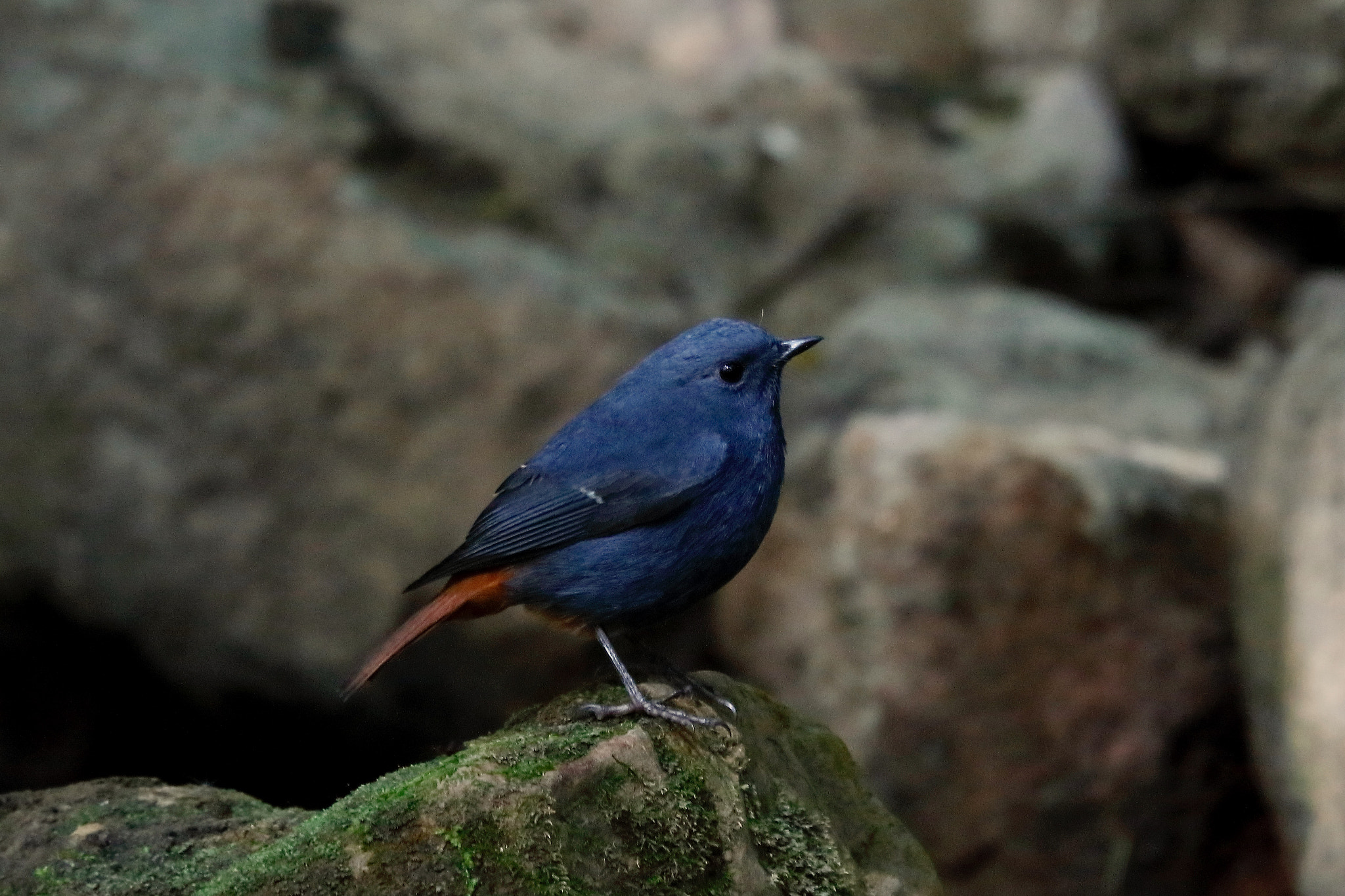 Canon EOS 5DS sample photo