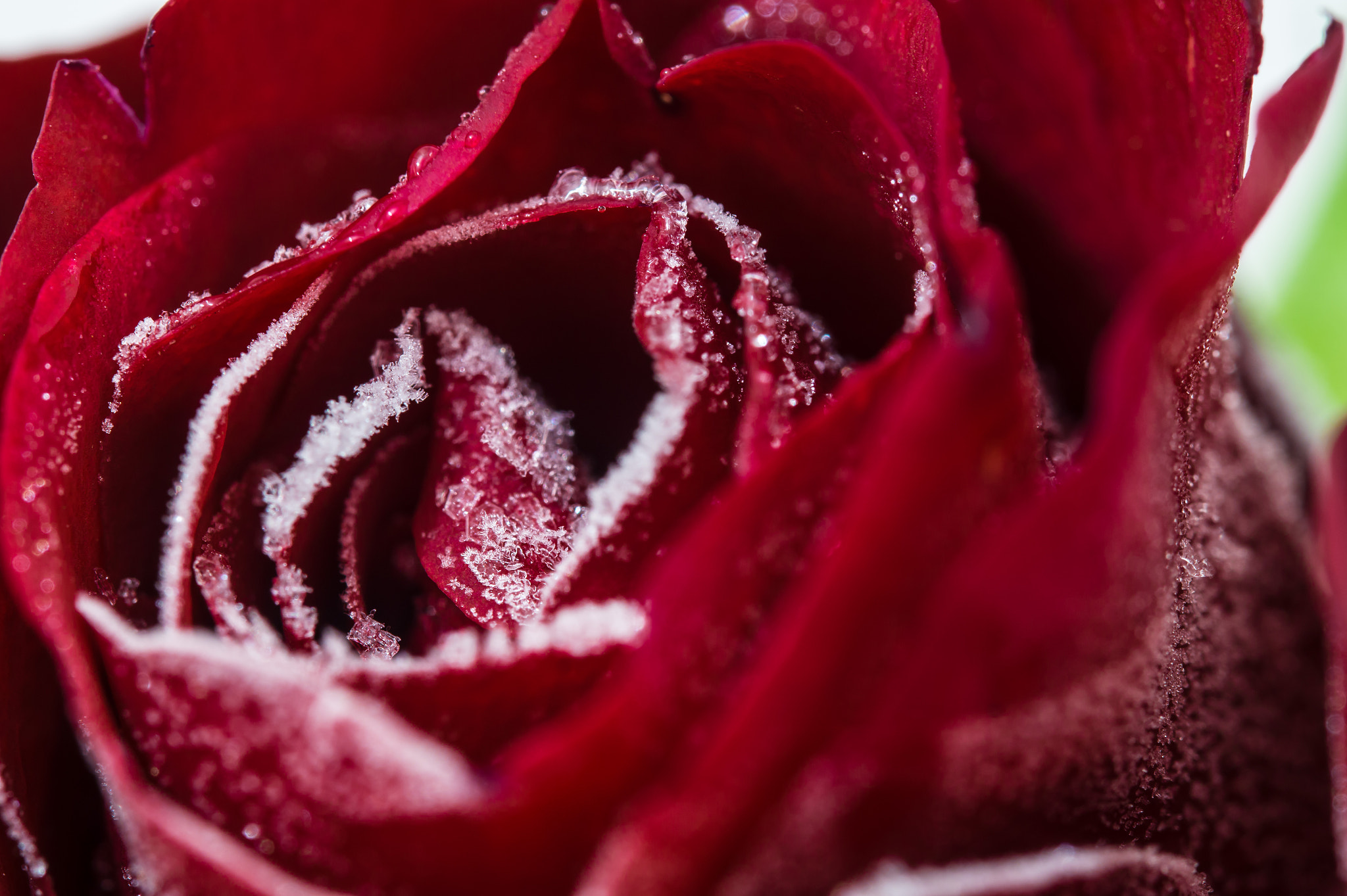 Sony SLT-A58 sample photo. Ice on a rose photography