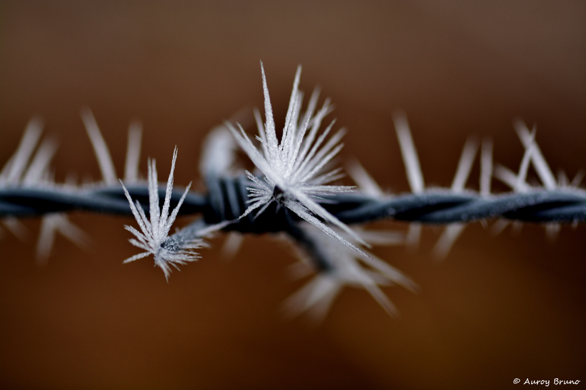 Nikon D7100 + Sigma 70mm F2.8 EX DG Macro sample photo. Dsc photography