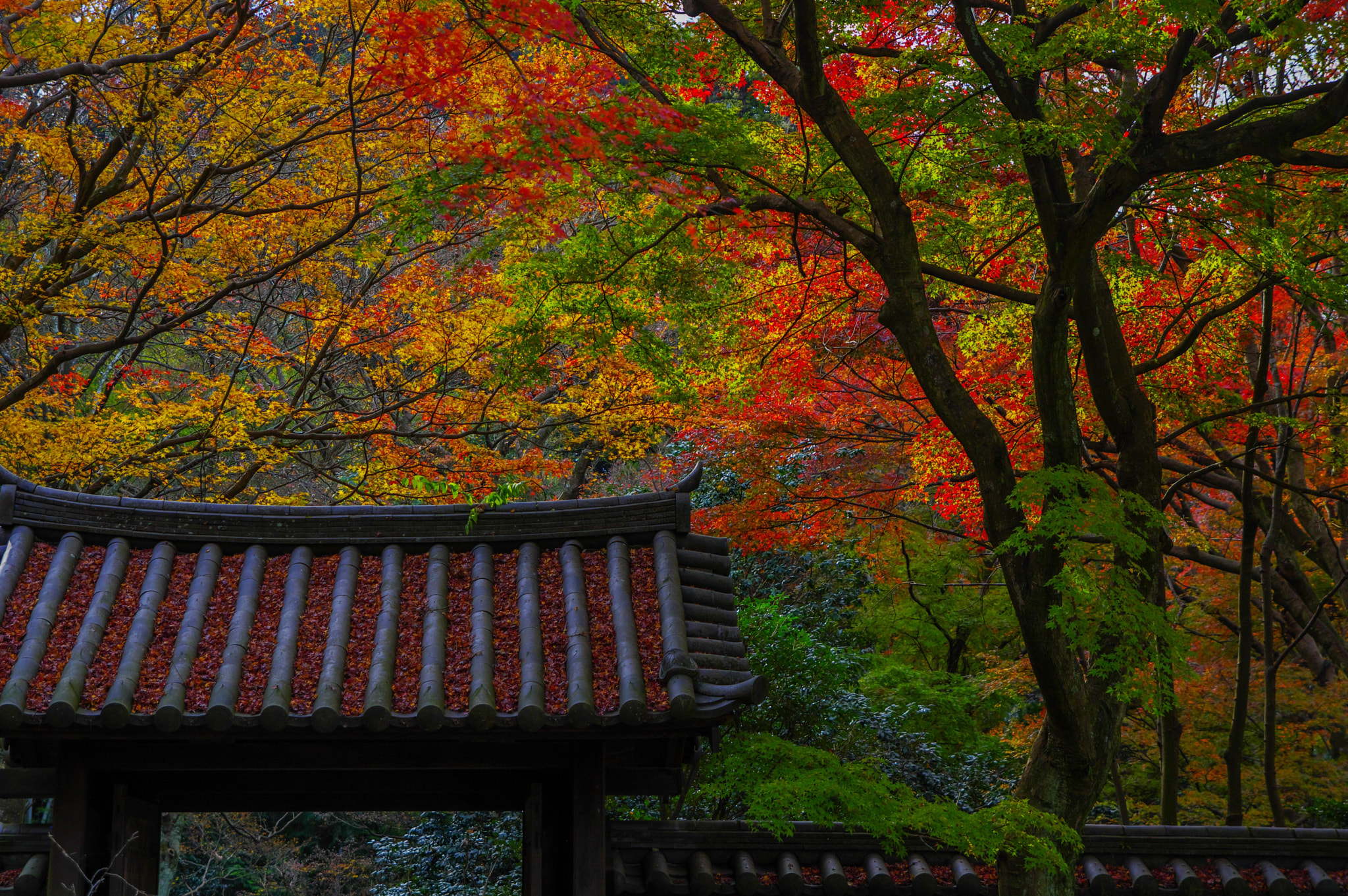 Pentax K-3 sample photo. Autumn leaves photography