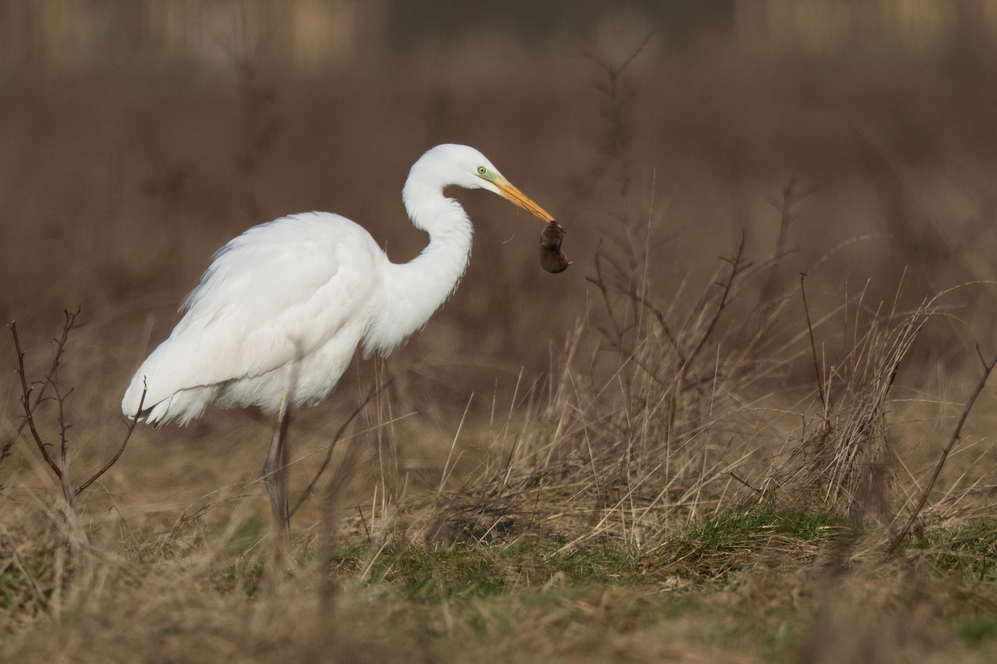Canon EF 500mm F4L IS II USM sample photo. Got you photography