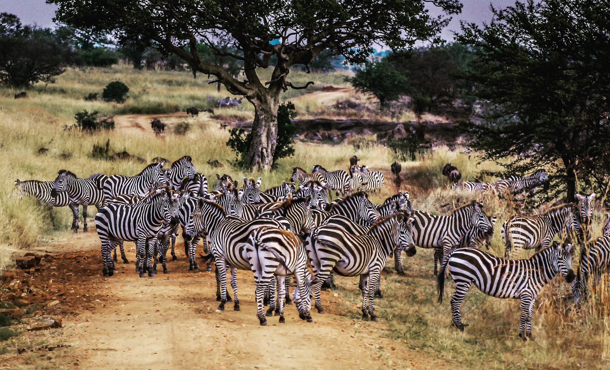 Nikon D200 sample photo. Break during the great migration, tanzania photography