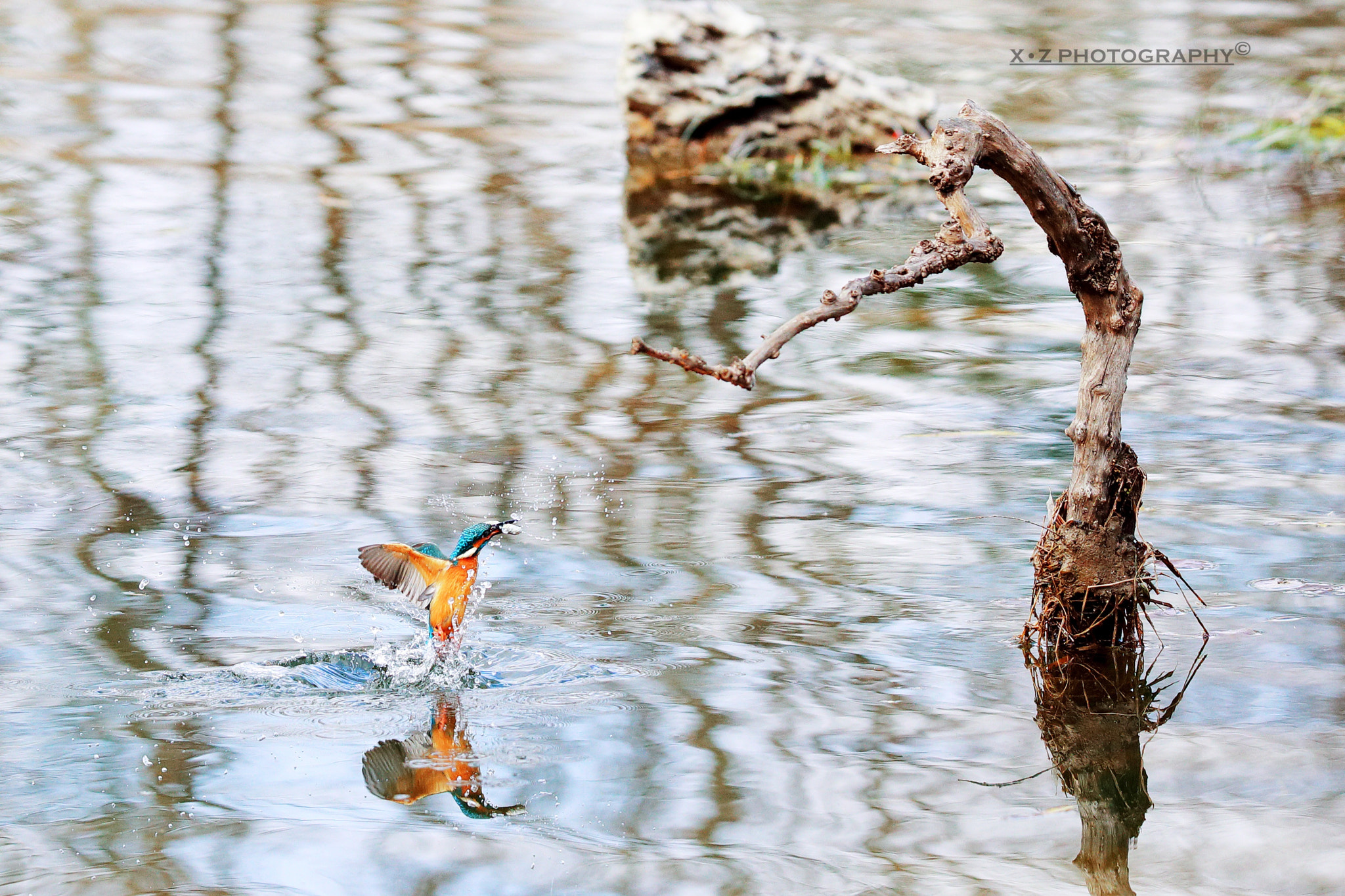 Canon EOS-1D X Mark II sample photo. Kingfisher photography