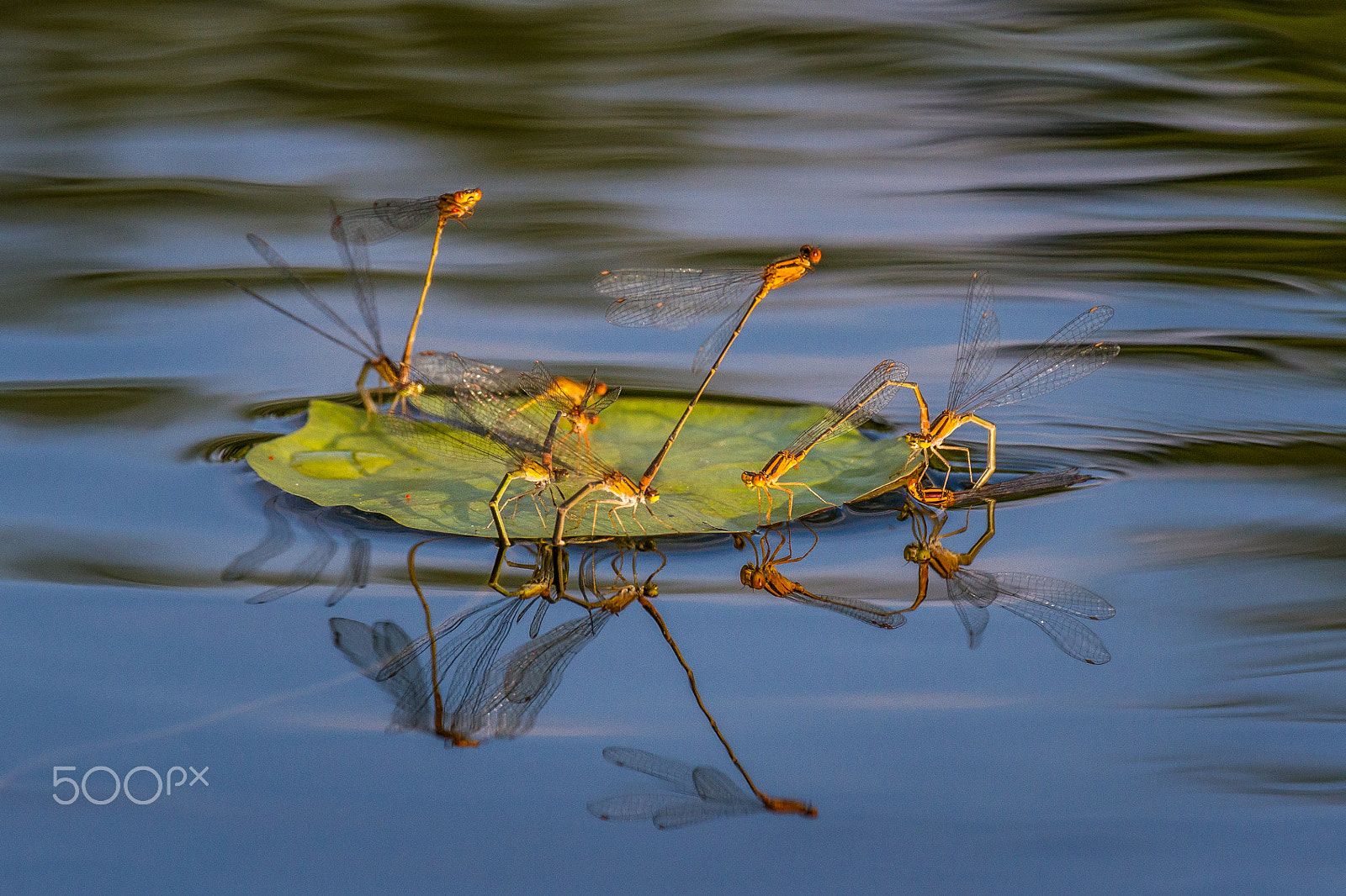 Canon EF 70-300mm F4-5.6L IS USM sample photo. Damselflies laying eggs on a lilypad photography